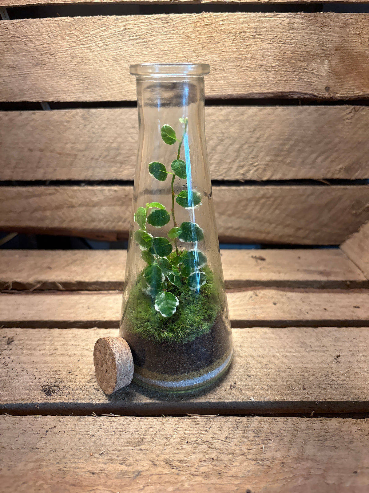 Ready-made Terrarium - Tiny