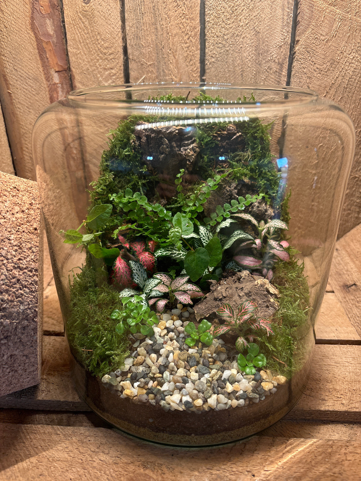 Ready-made Terrarium – Katie