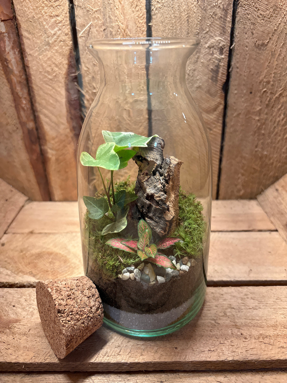 Ready-made Terrarium – Chloe Jar