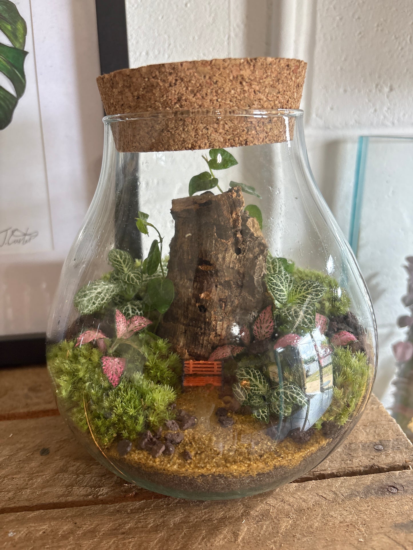 Ready-made Terrarium – Fran Jar
