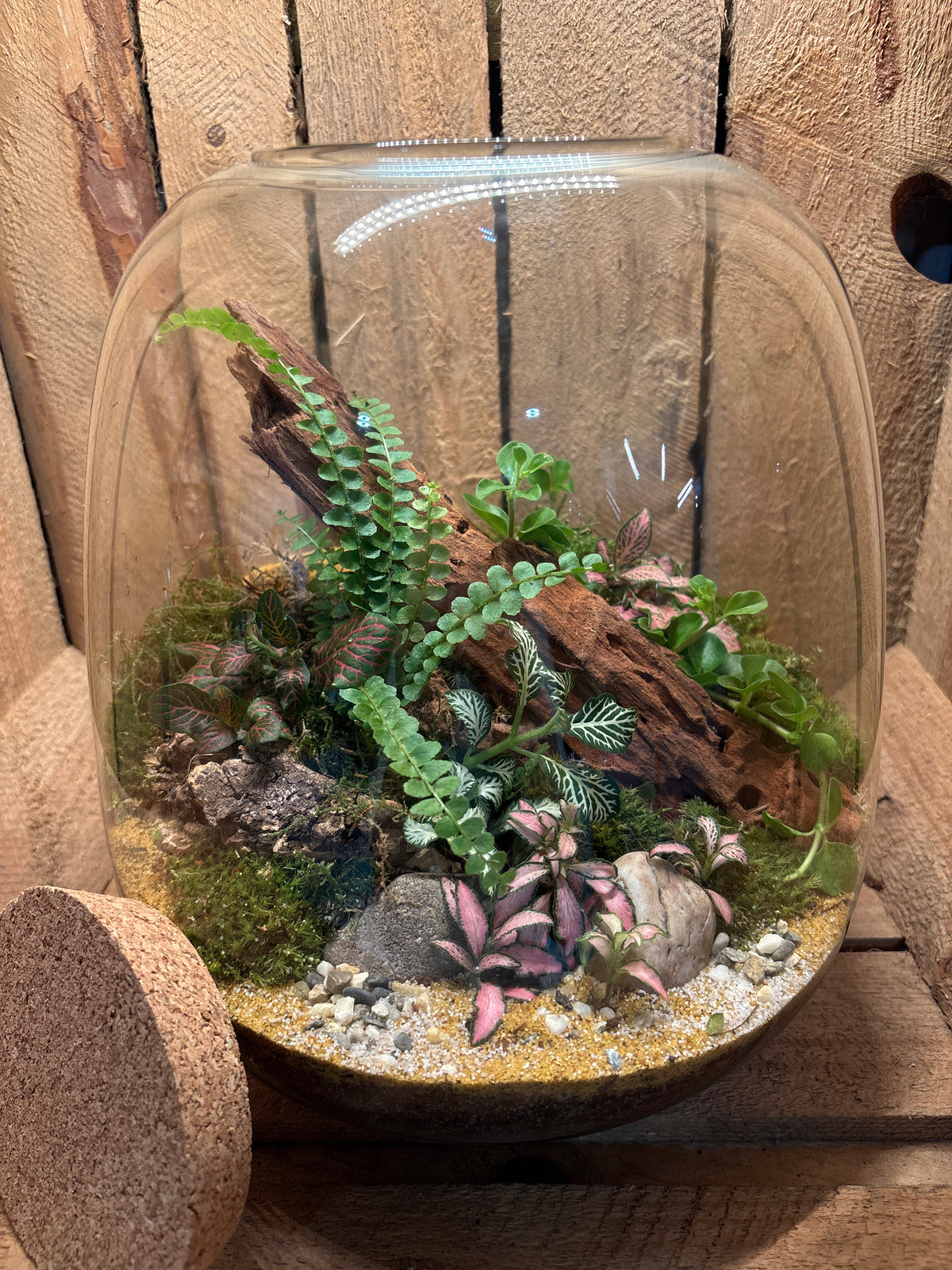 Ready-made Terrarium – Matthew Jar