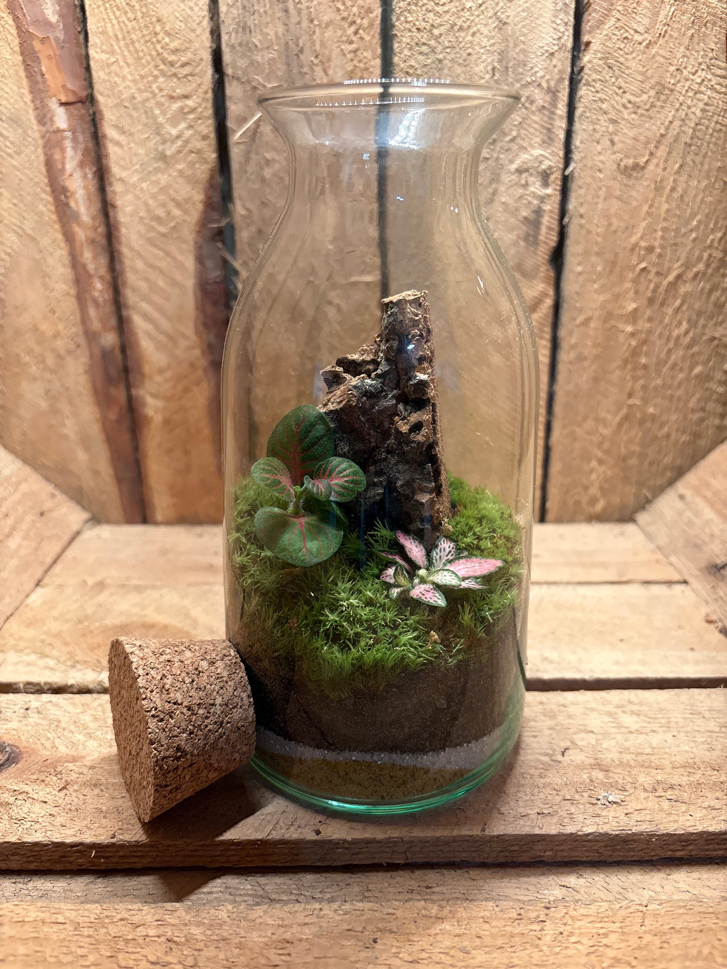 Ready-made Terrarium – Chloe Jar