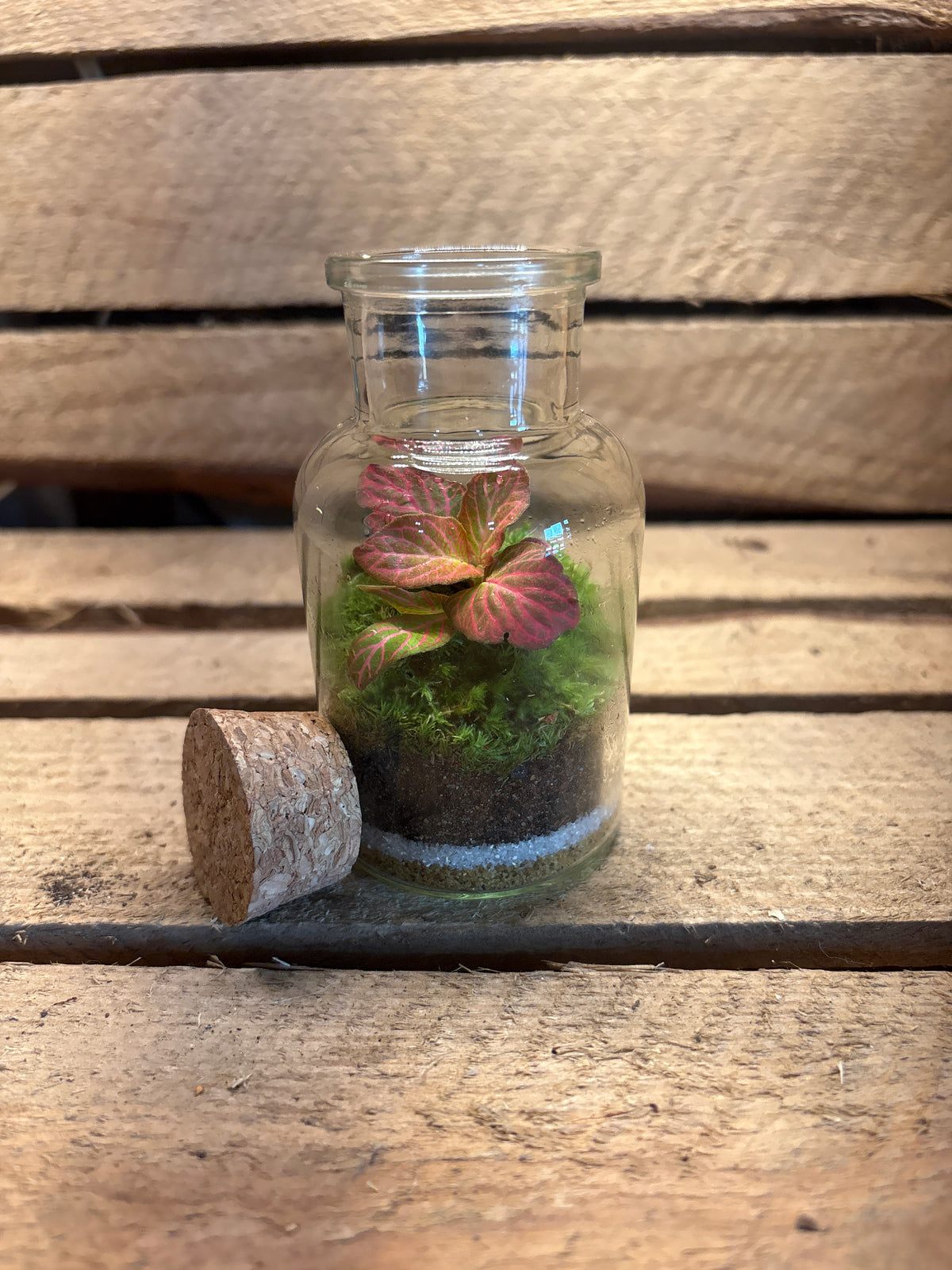 Ready-made Terrarium - Tiny