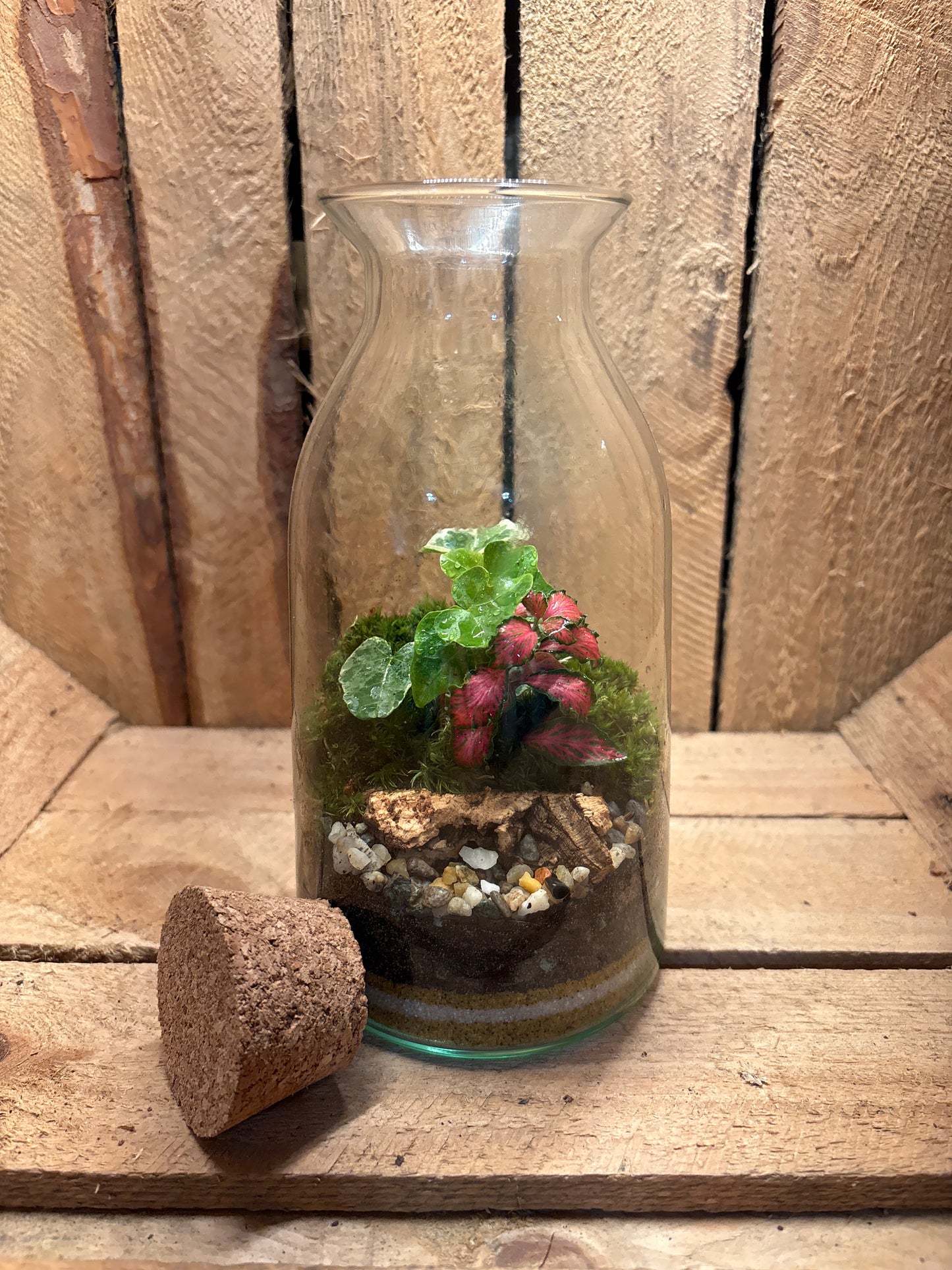 Ready-made Terrarium – Chloe Jar