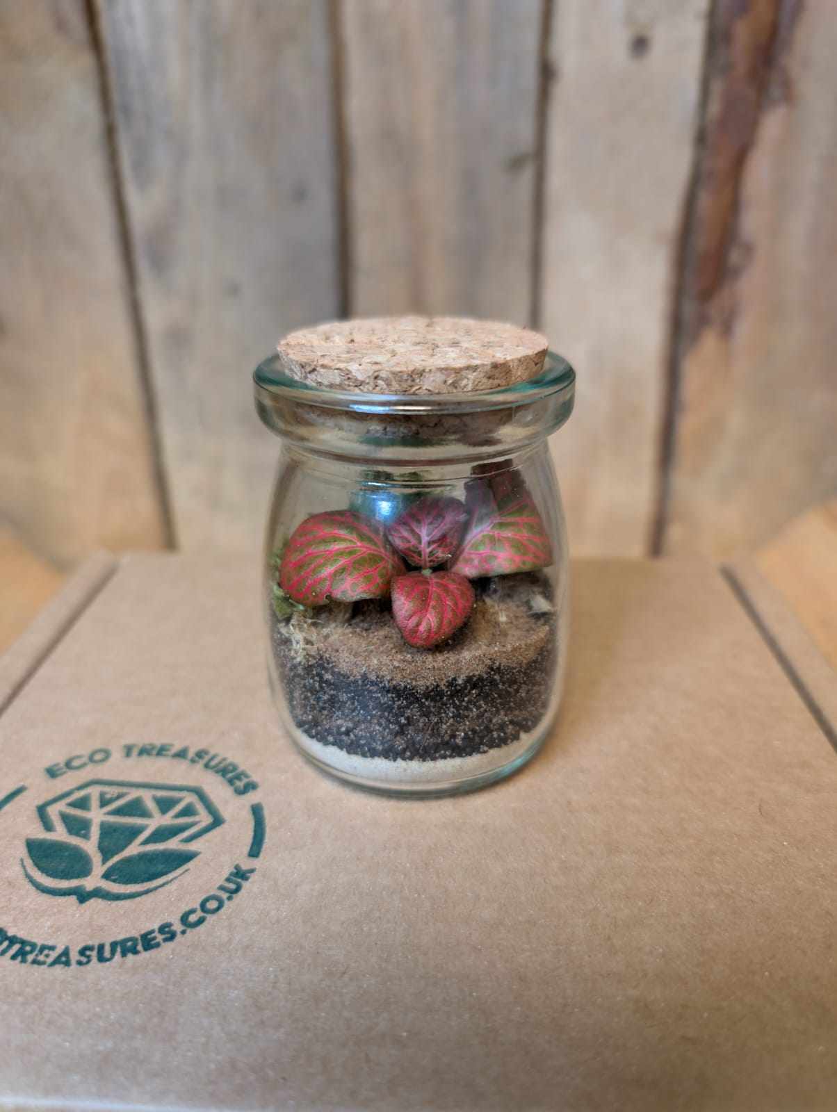 DIY Terrarium Kit - Mini Jar