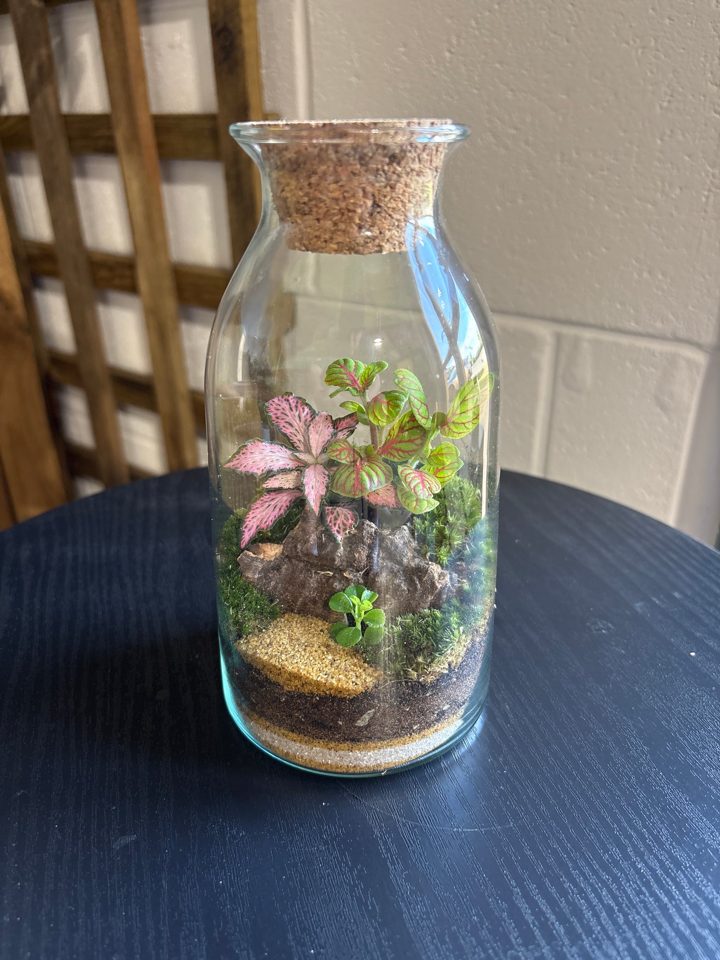 Ready-made Terrarium – Chloe Jar