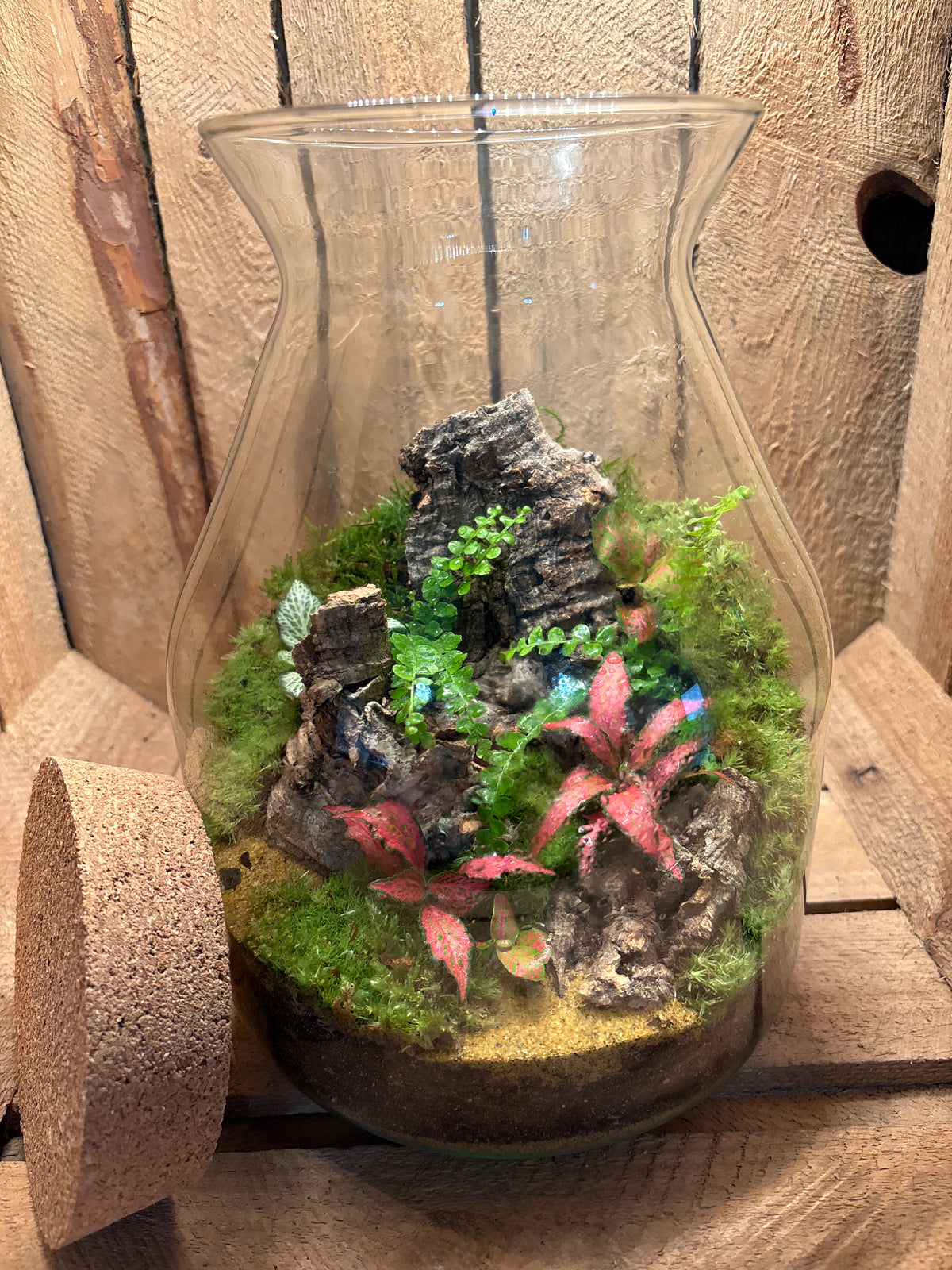 Ready-made Terrarium – Jamie Jar