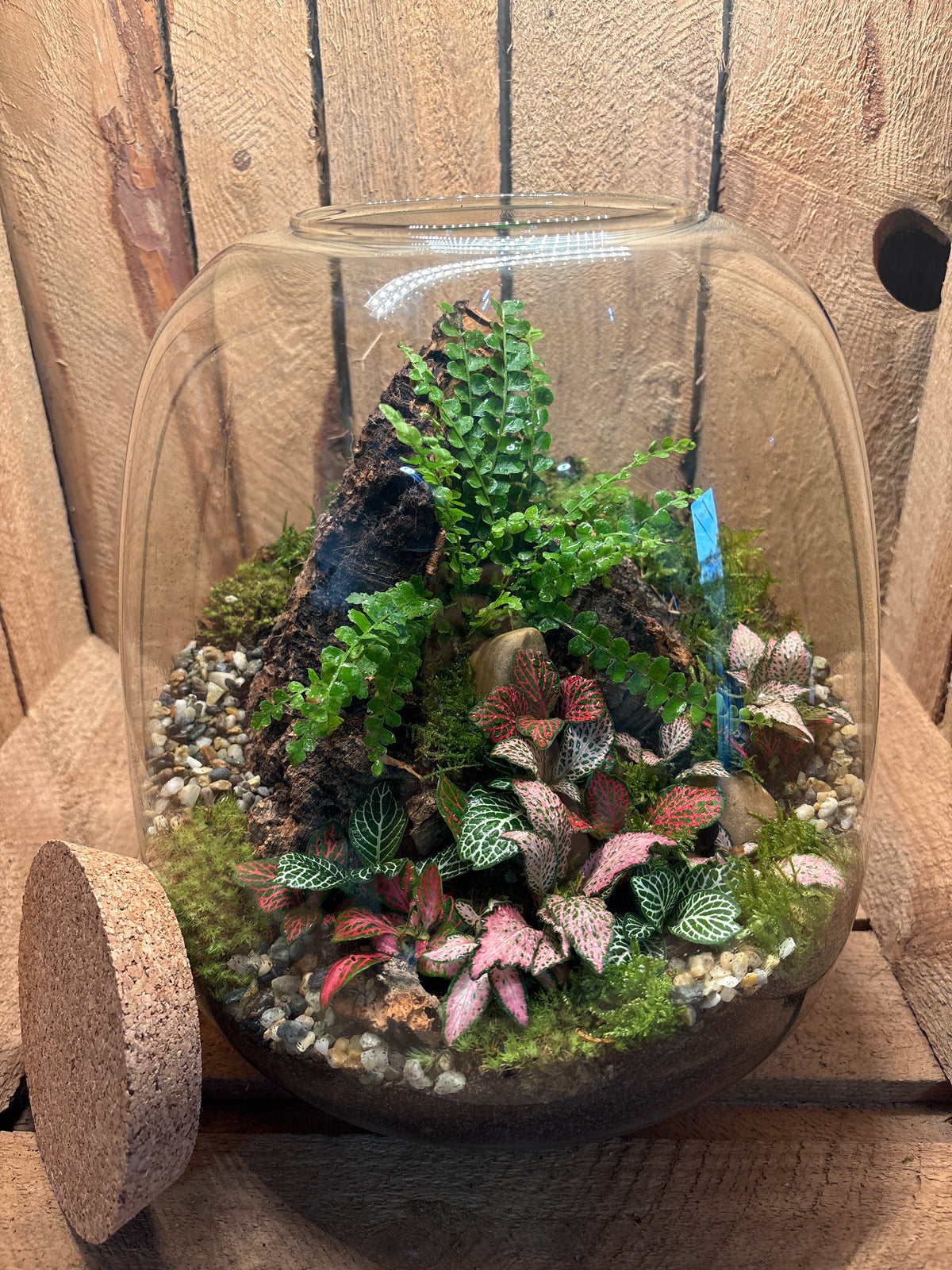 Ready-made Terrarium – Hannah Jar