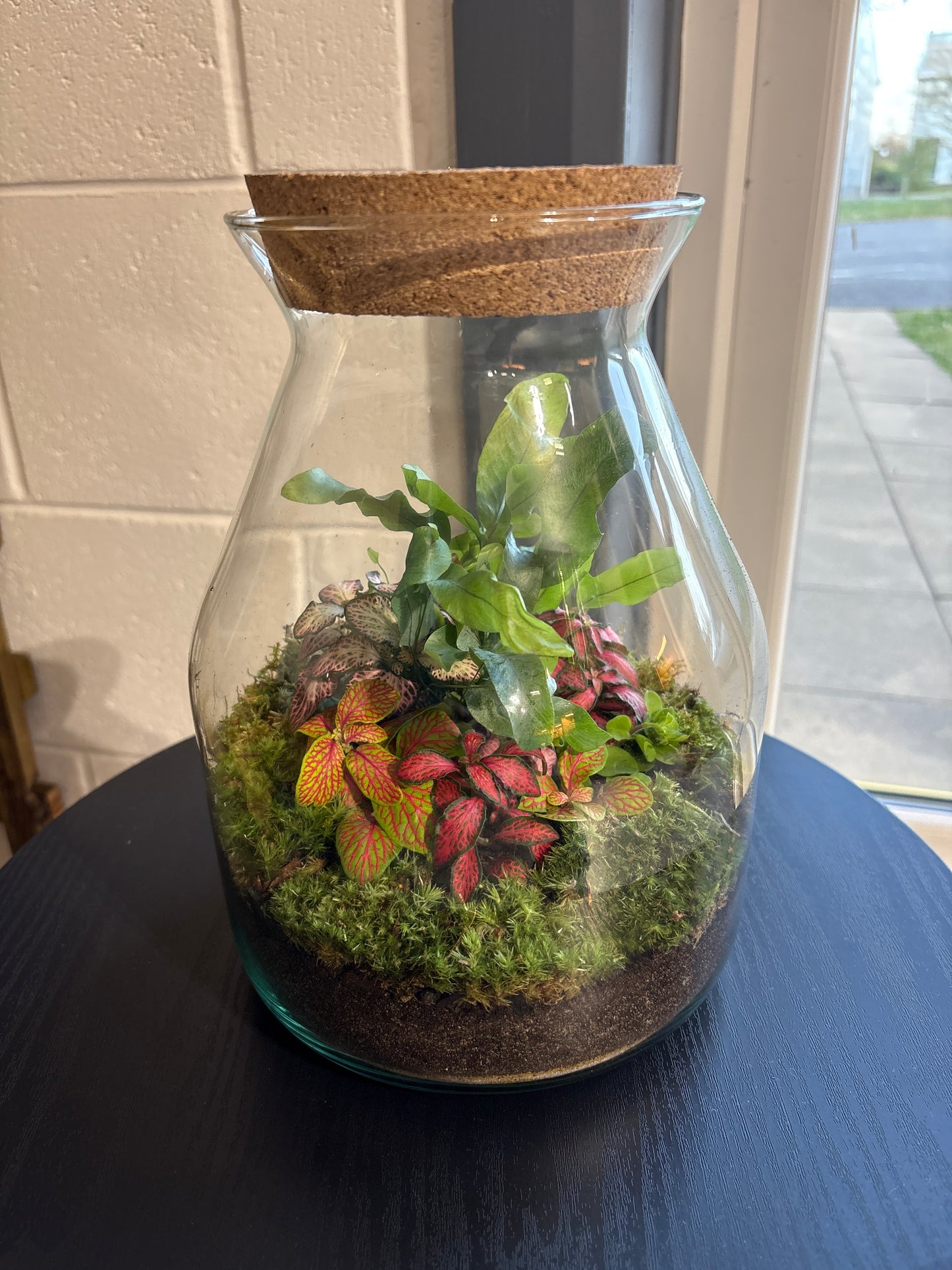 Ready-made Terrarium – Jamie Jar