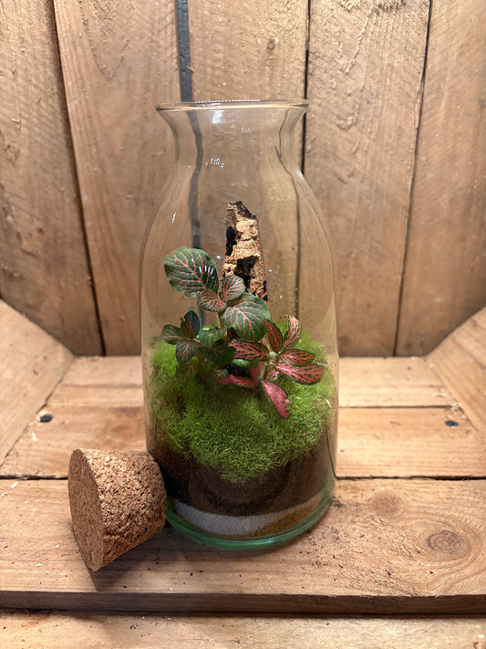 Ready-made Terrarium – Chloe Jar