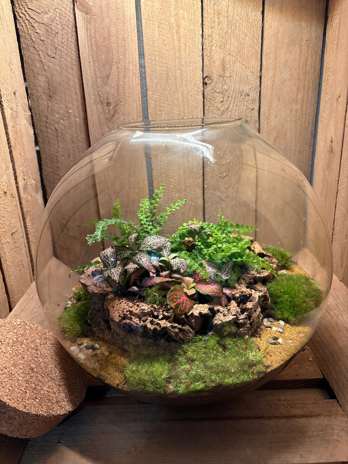 Ready-made Terrarium – Sarah