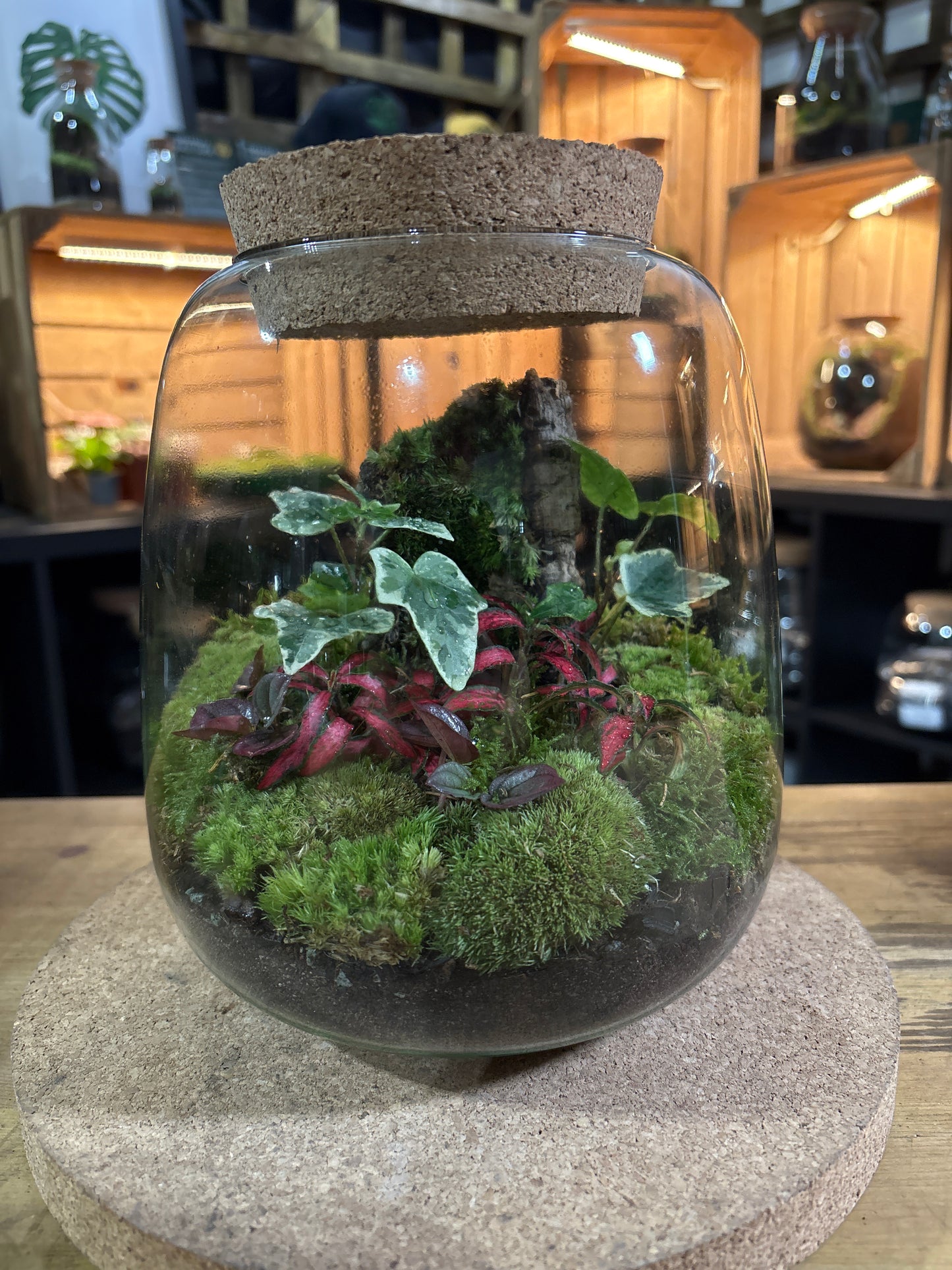 Ready-made Terrarium – Anna Jar