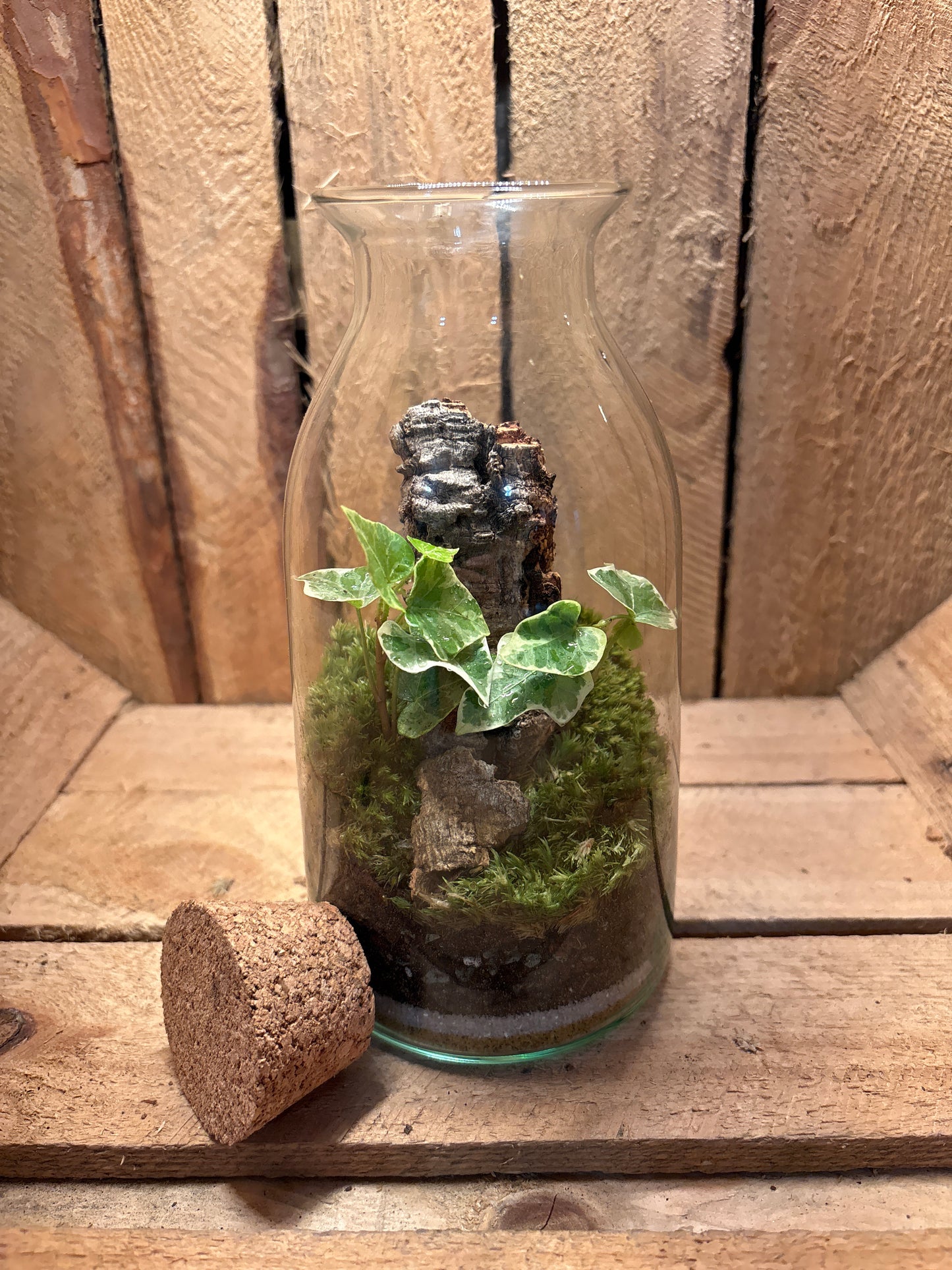Ready-made Terrarium – Chloe Jar