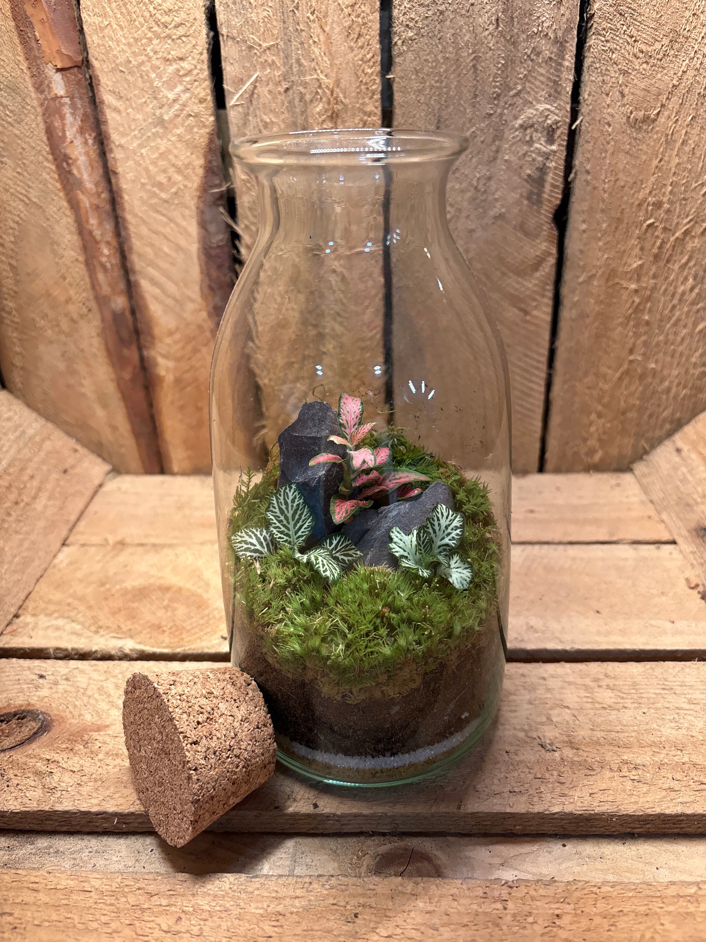 Ready-made Terrarium – Chloe Jar