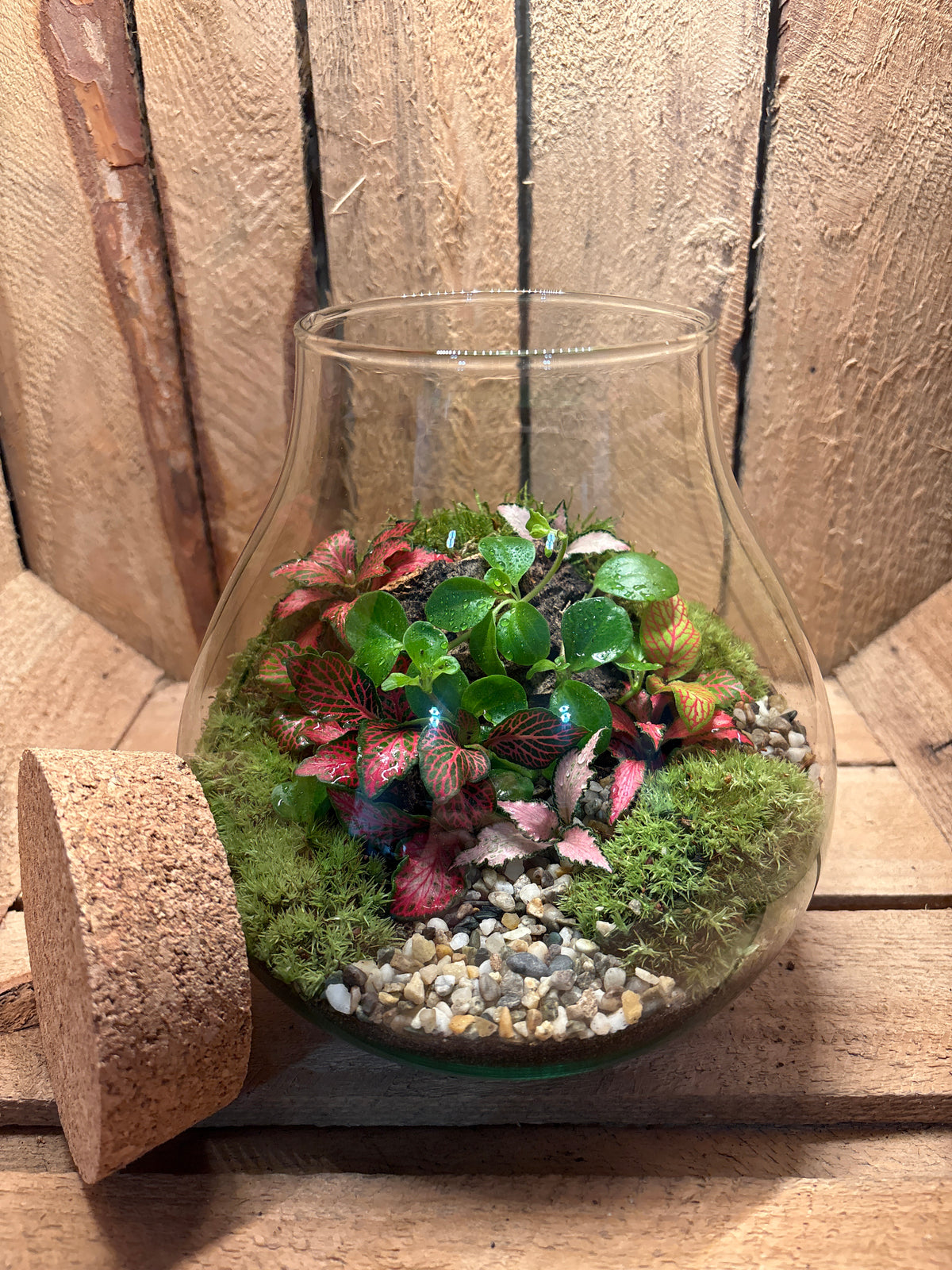 Ready-made Terrarium – Fran Jar