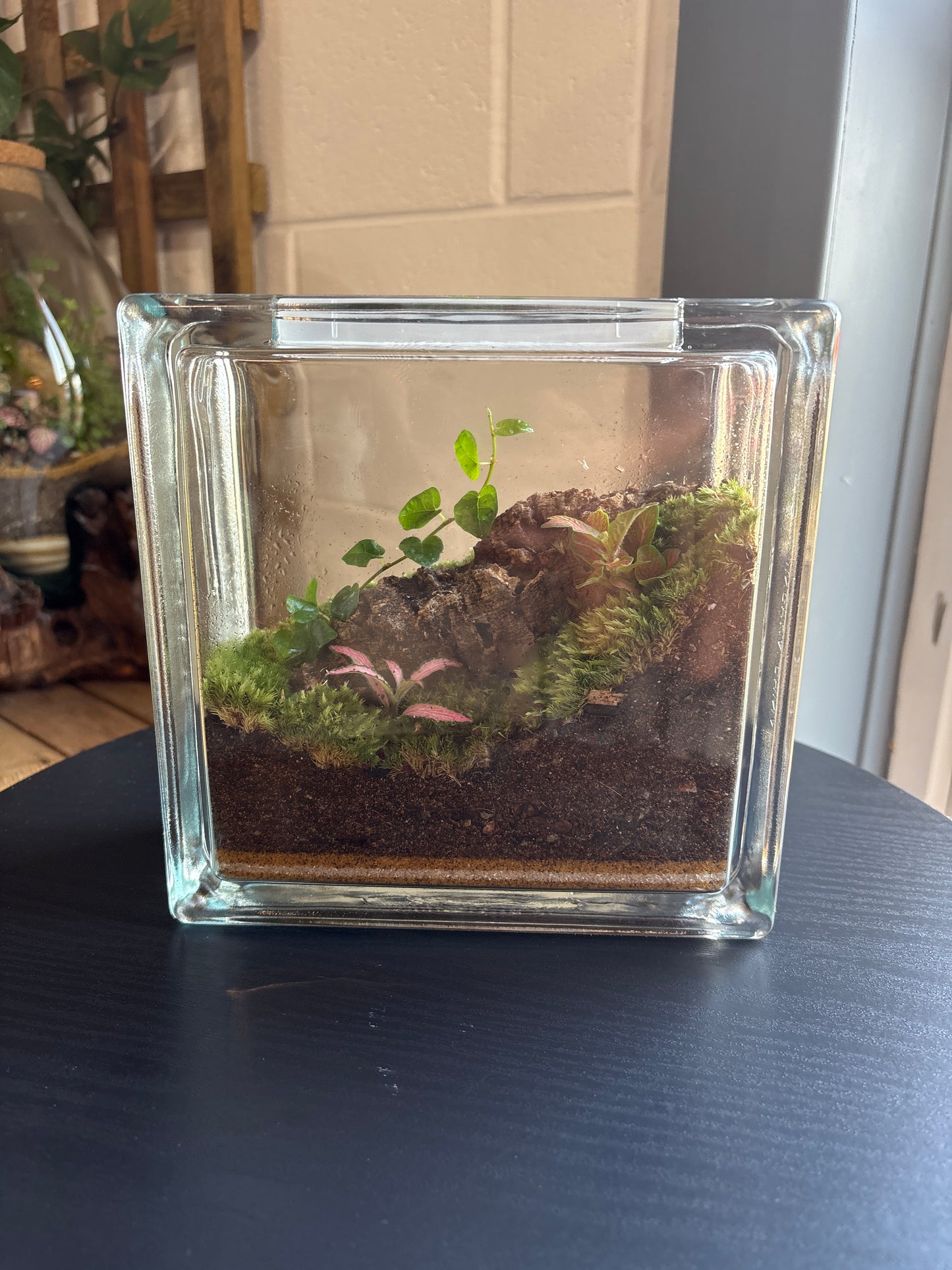Ready-made Terrarium – Unique Jar