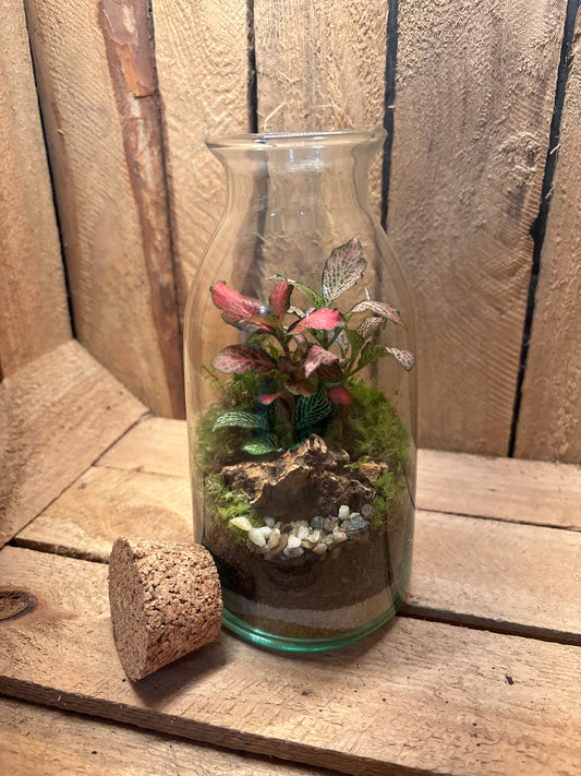 Ready-made Terrarium – Chloe Jar