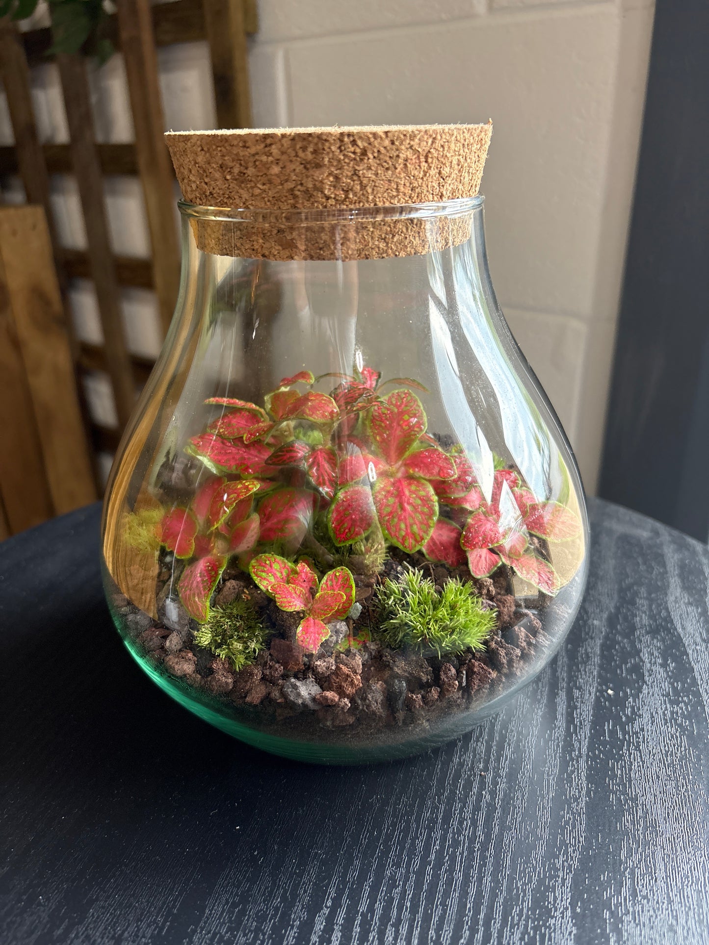 Ready-made Terrarium – Fran Jar