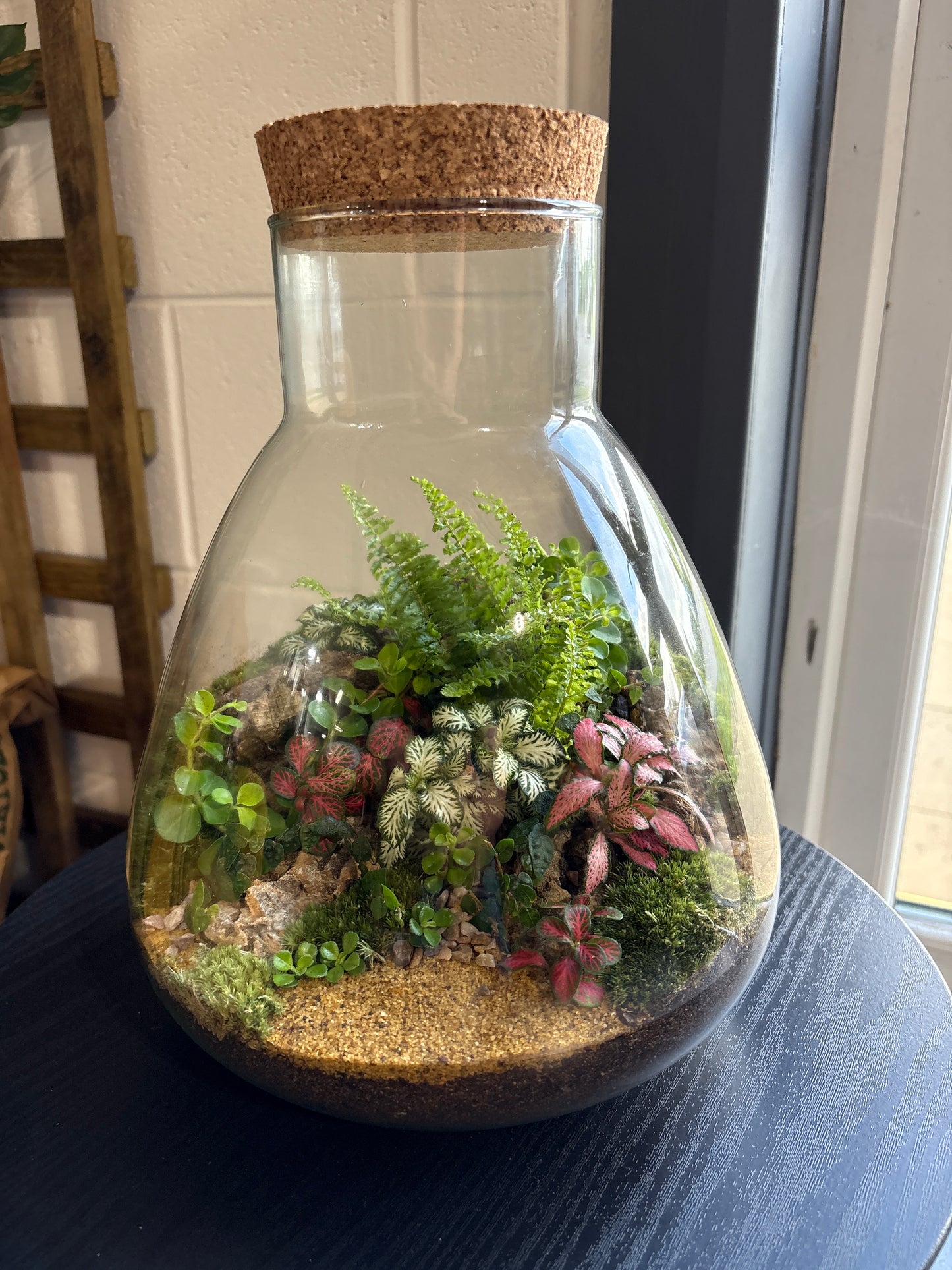 Ready-made Terrarium – Bruce Jar