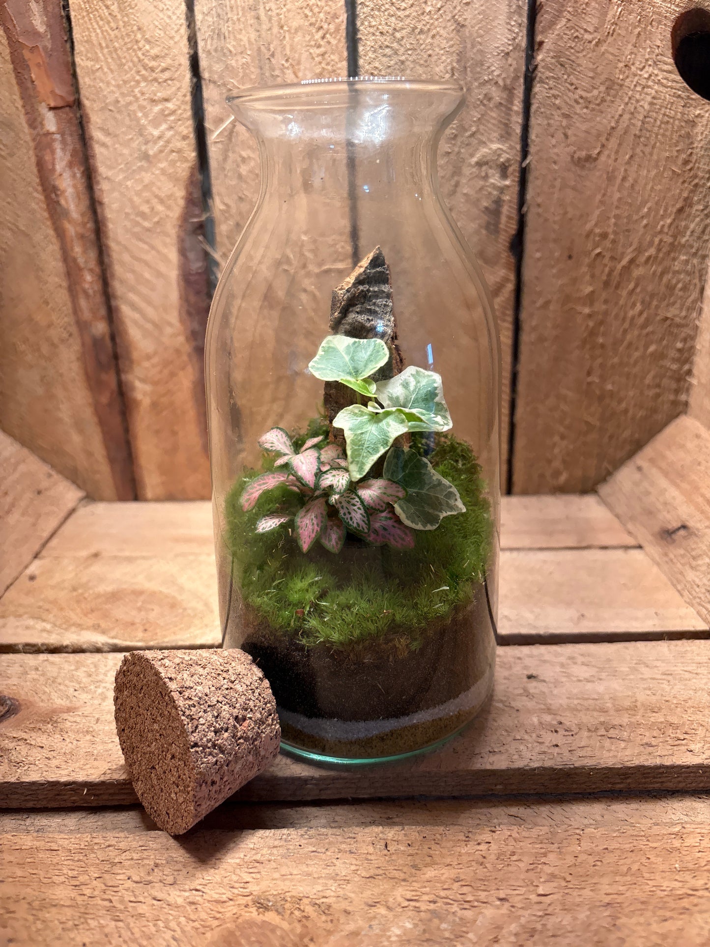 Ready-made Terrarium – Chloe Jar