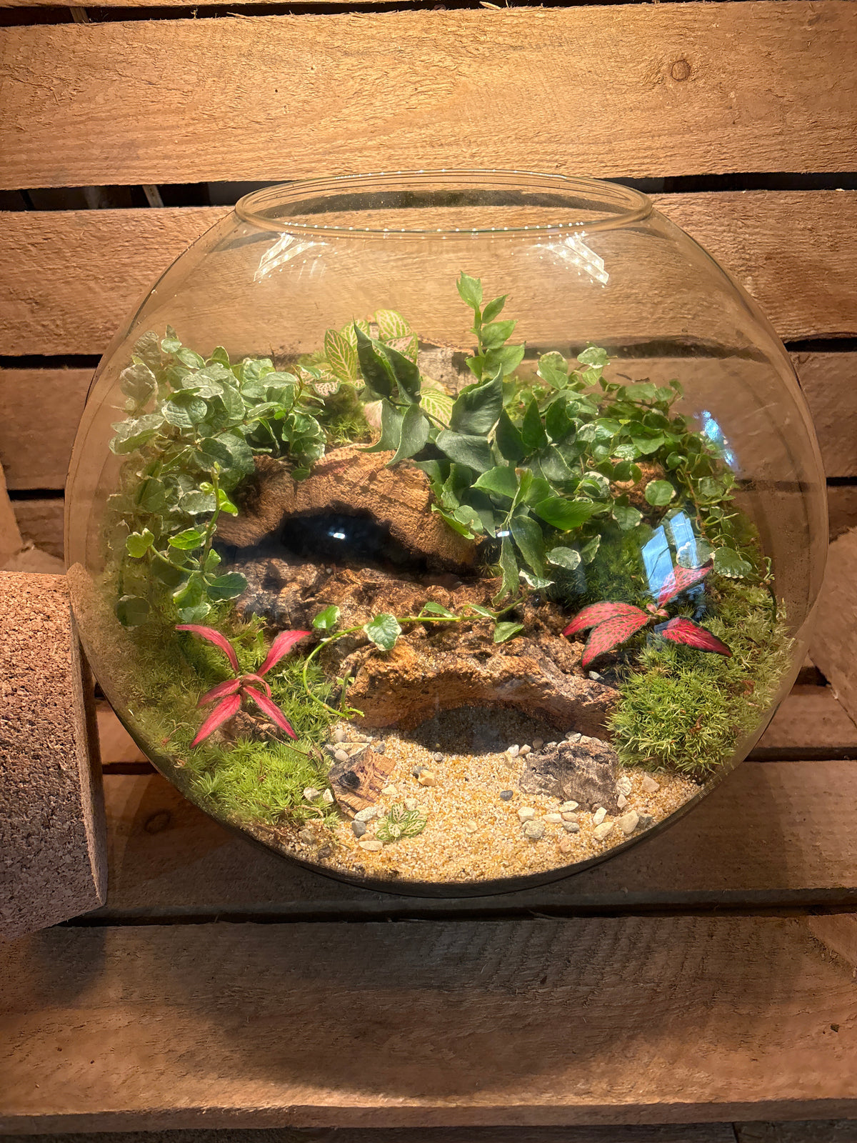 Ready-made Terrarium – Sarah