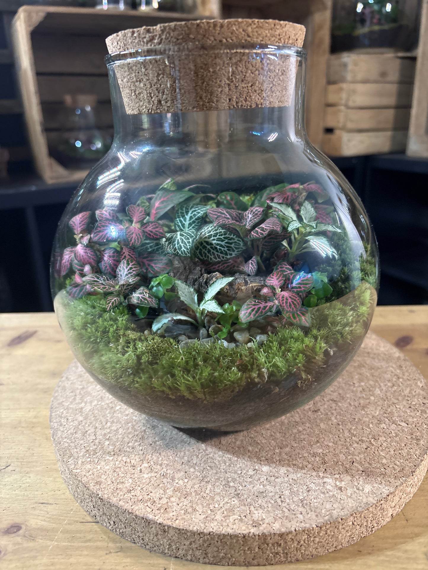 Ready-made Terrarium – George Jar