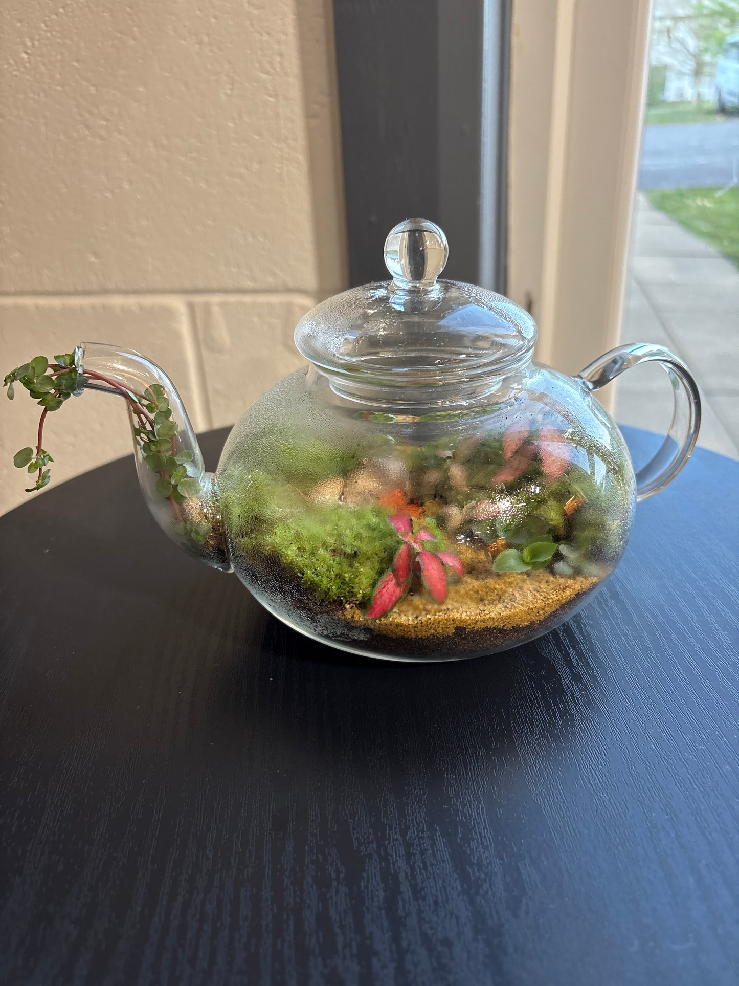 Preorder - Teapot Terrarium