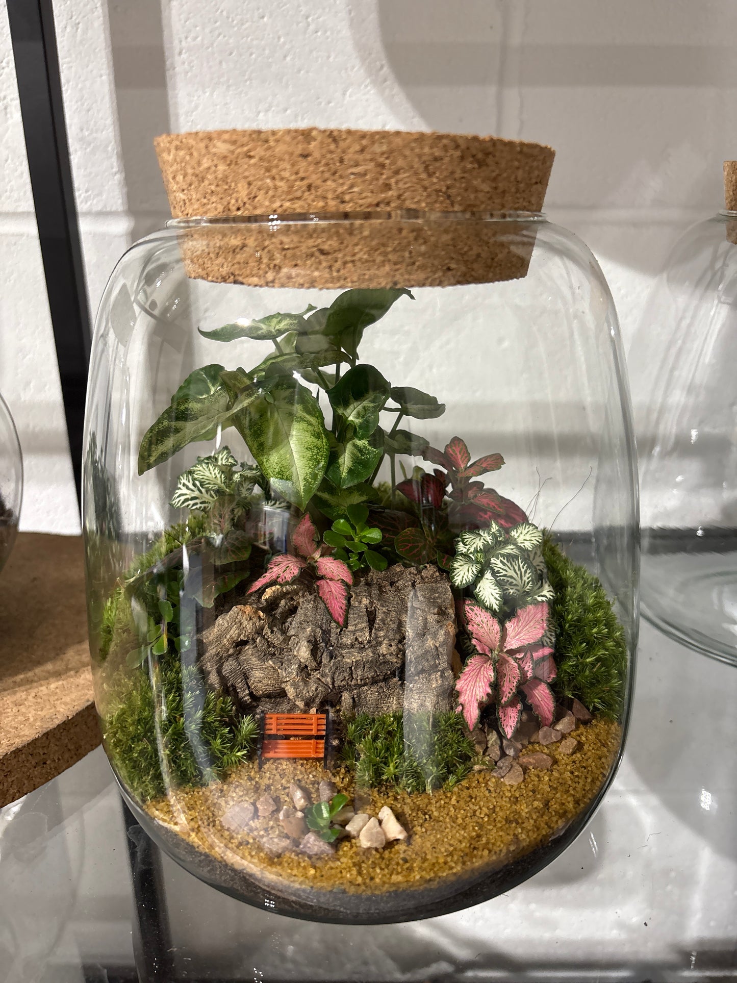 Ready-made Terrarium – Anna Jar