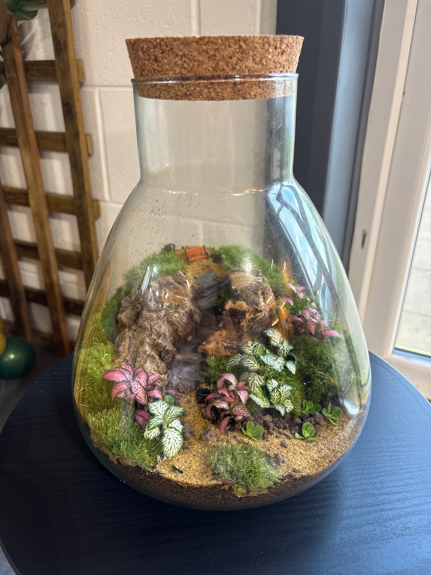 Ready-made Terrarium – Bruce Jar
