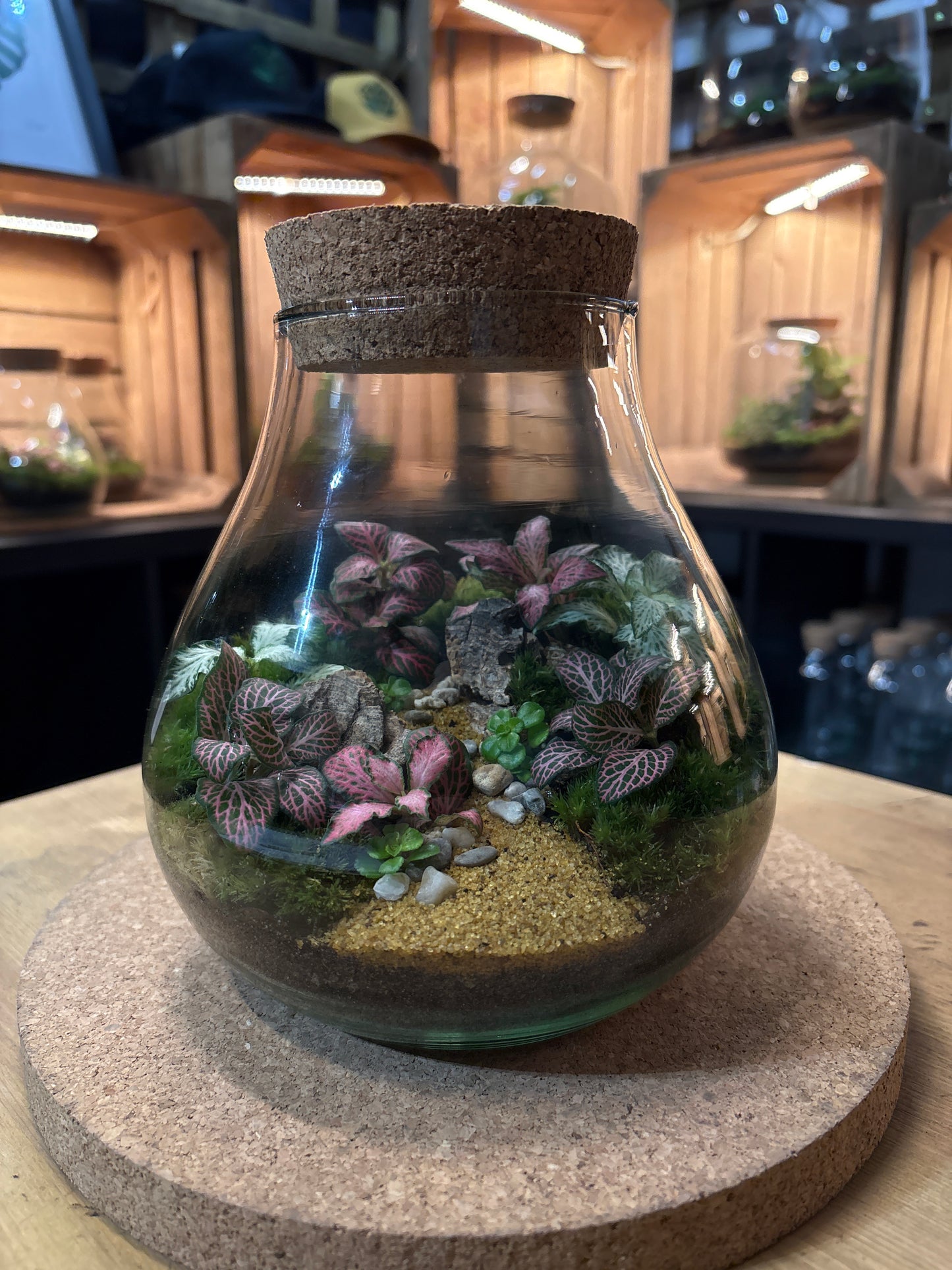 Ready-made Terrarium – Fran Jar