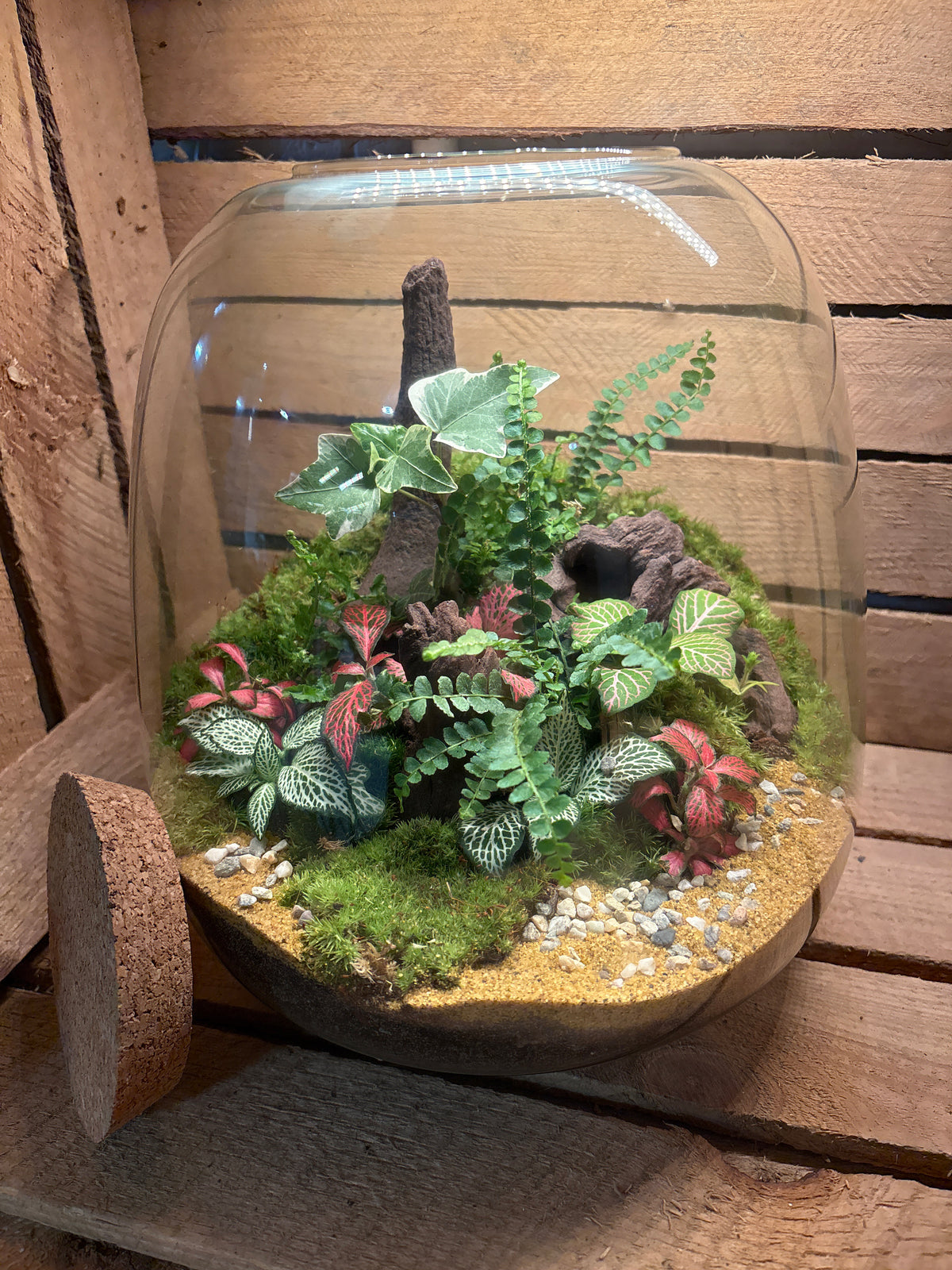 Ready-made Terrarium – Hannah Jar