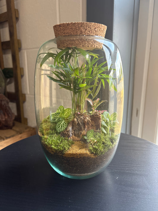 Ready-made Terrarium – Izzy