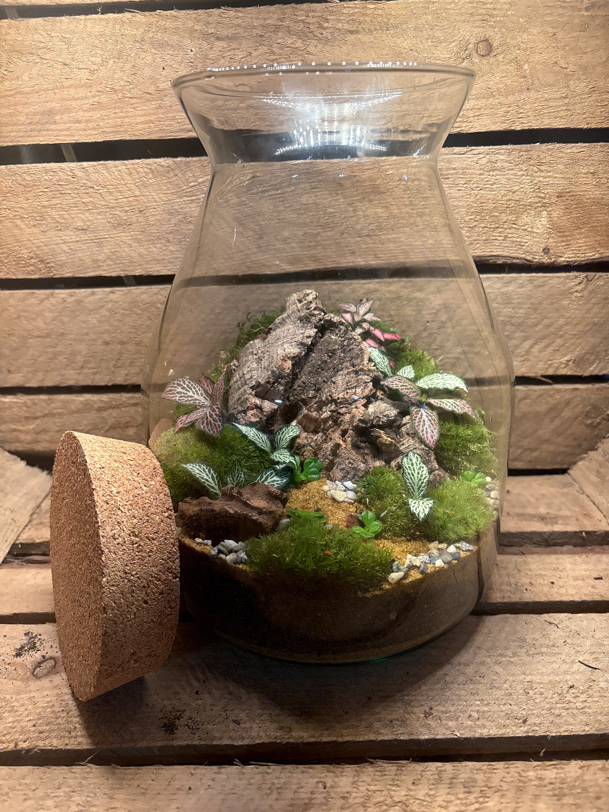 Ready-made Terrarium – Jamie Jar