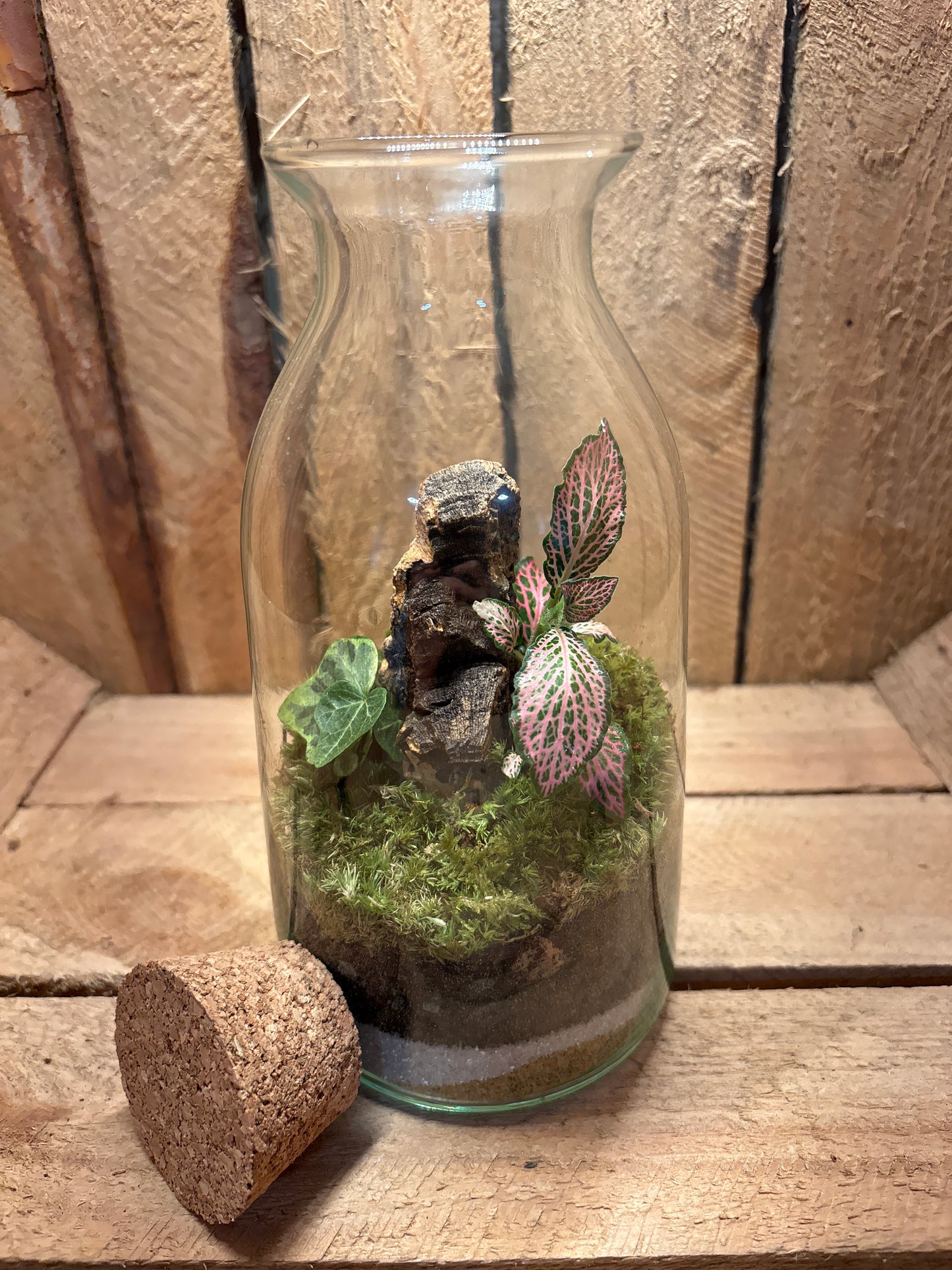 Ready-made Terrarium – Chloe Jar