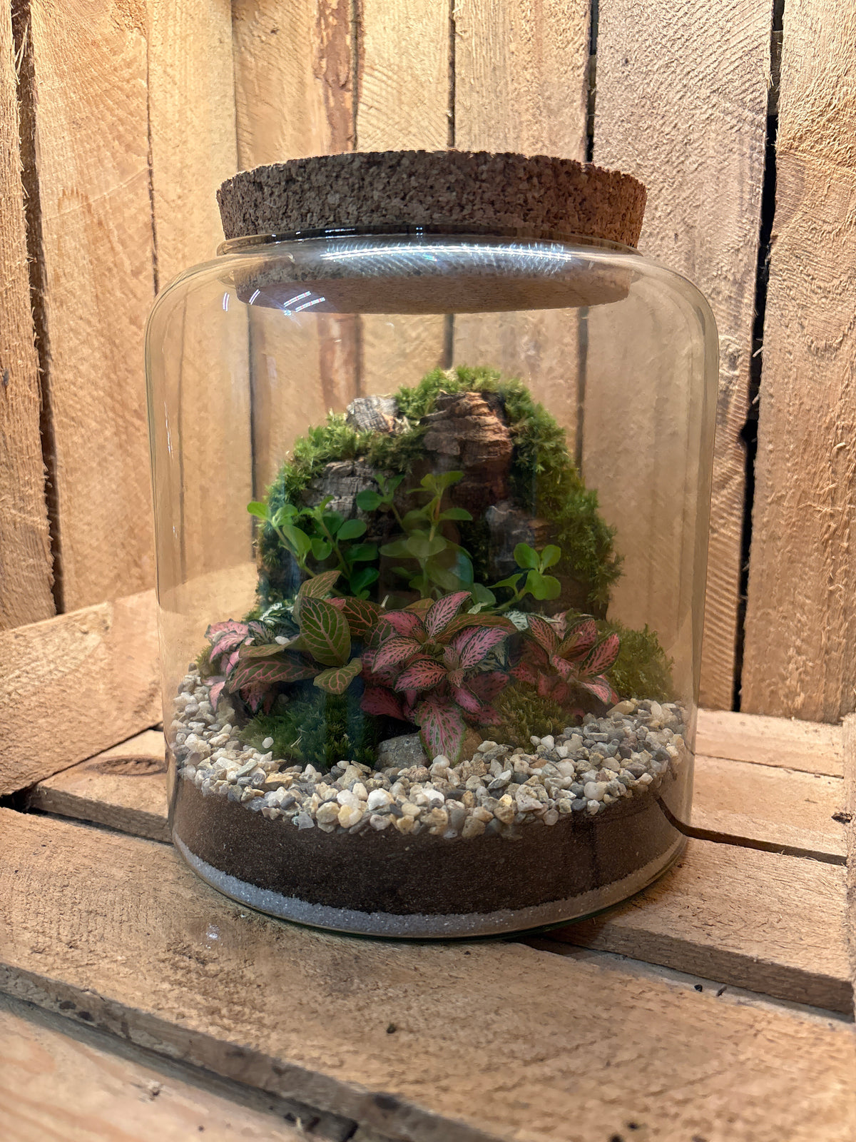 Ready-made Terrarium – Katie