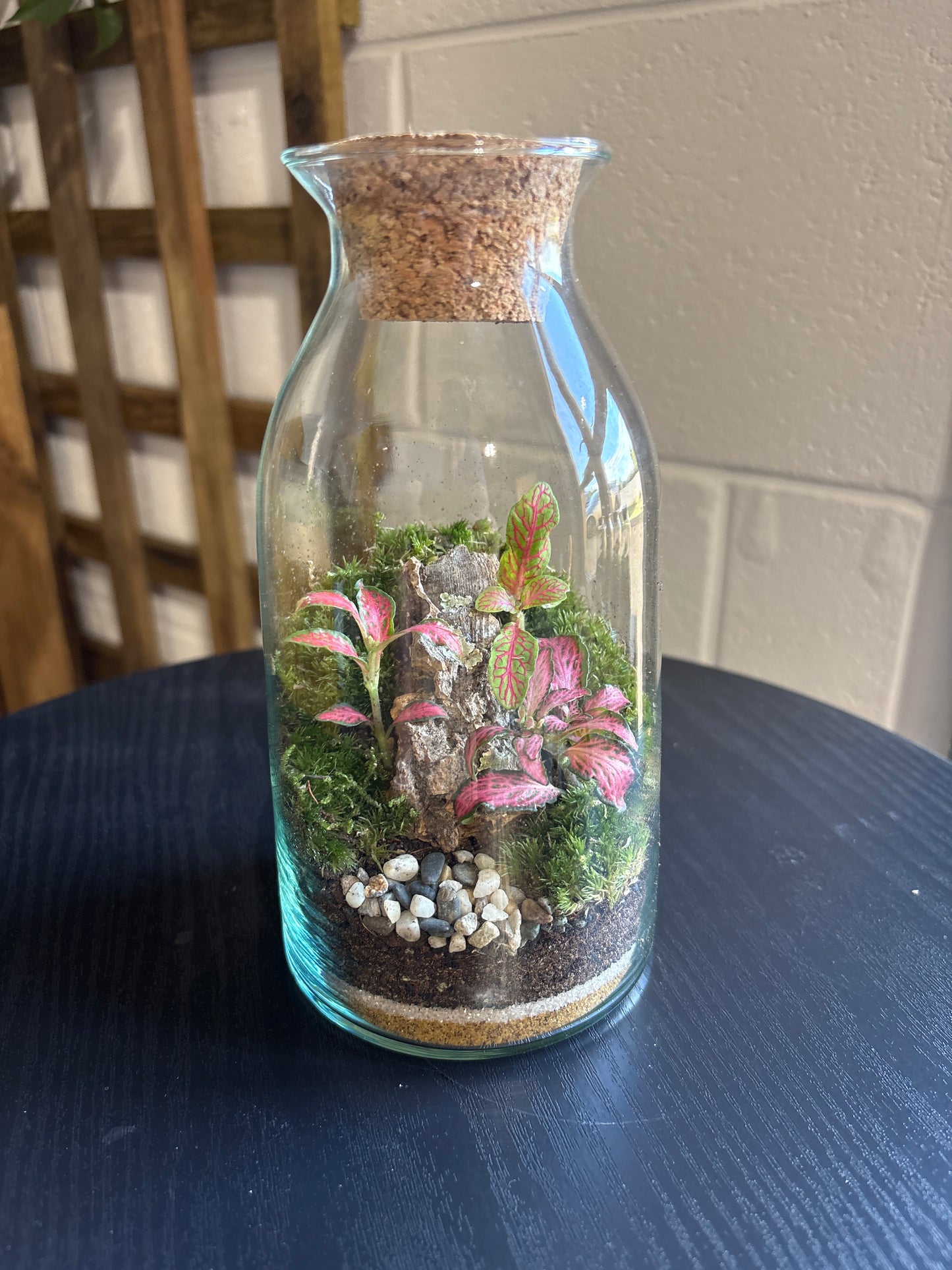 Ready-made Terrarium – Chloe Jar