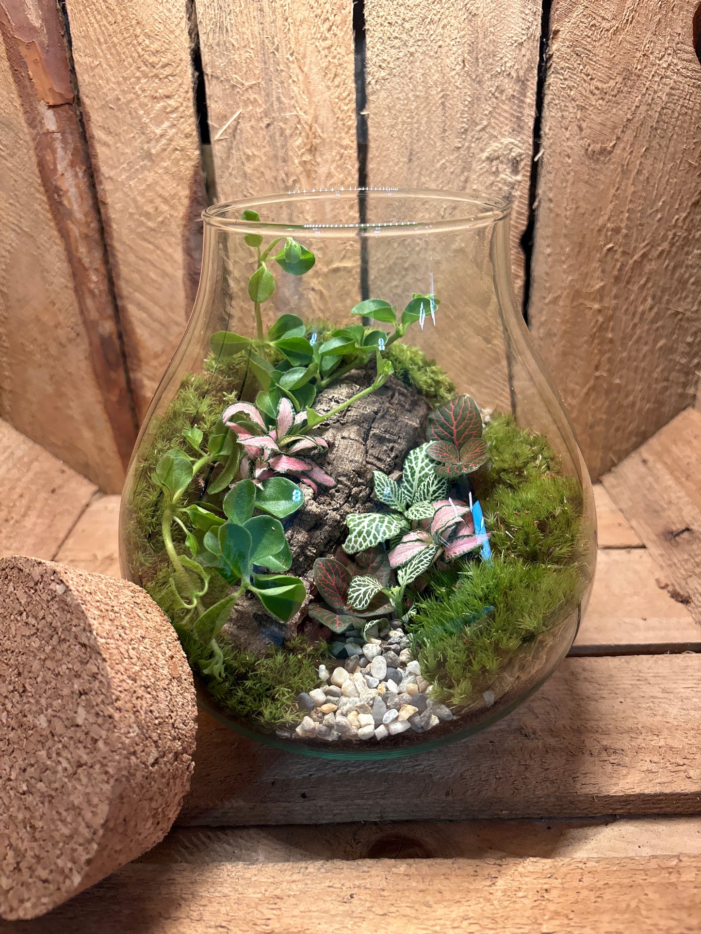Ready-made Terrarium – Fran Jar