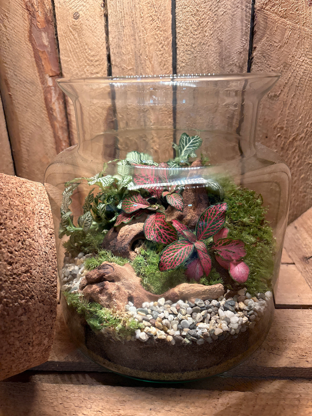 Ready-made Terrarium – Paige