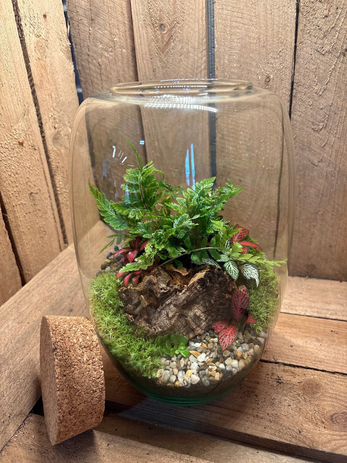 Ready-made Terrarium – Izzy
