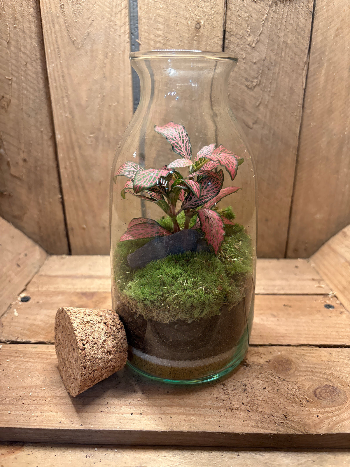 Ready-made Terrarium – Chloe Jar