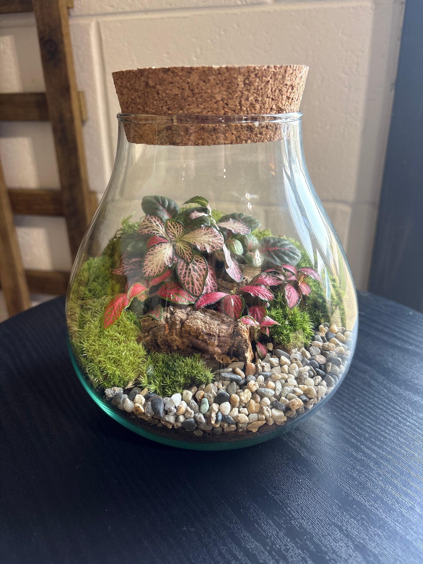 Ready-made Terrarium – Fran Jar