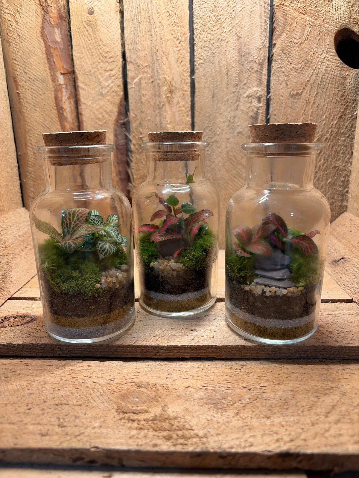 Ready-made Terrarium - Tiny