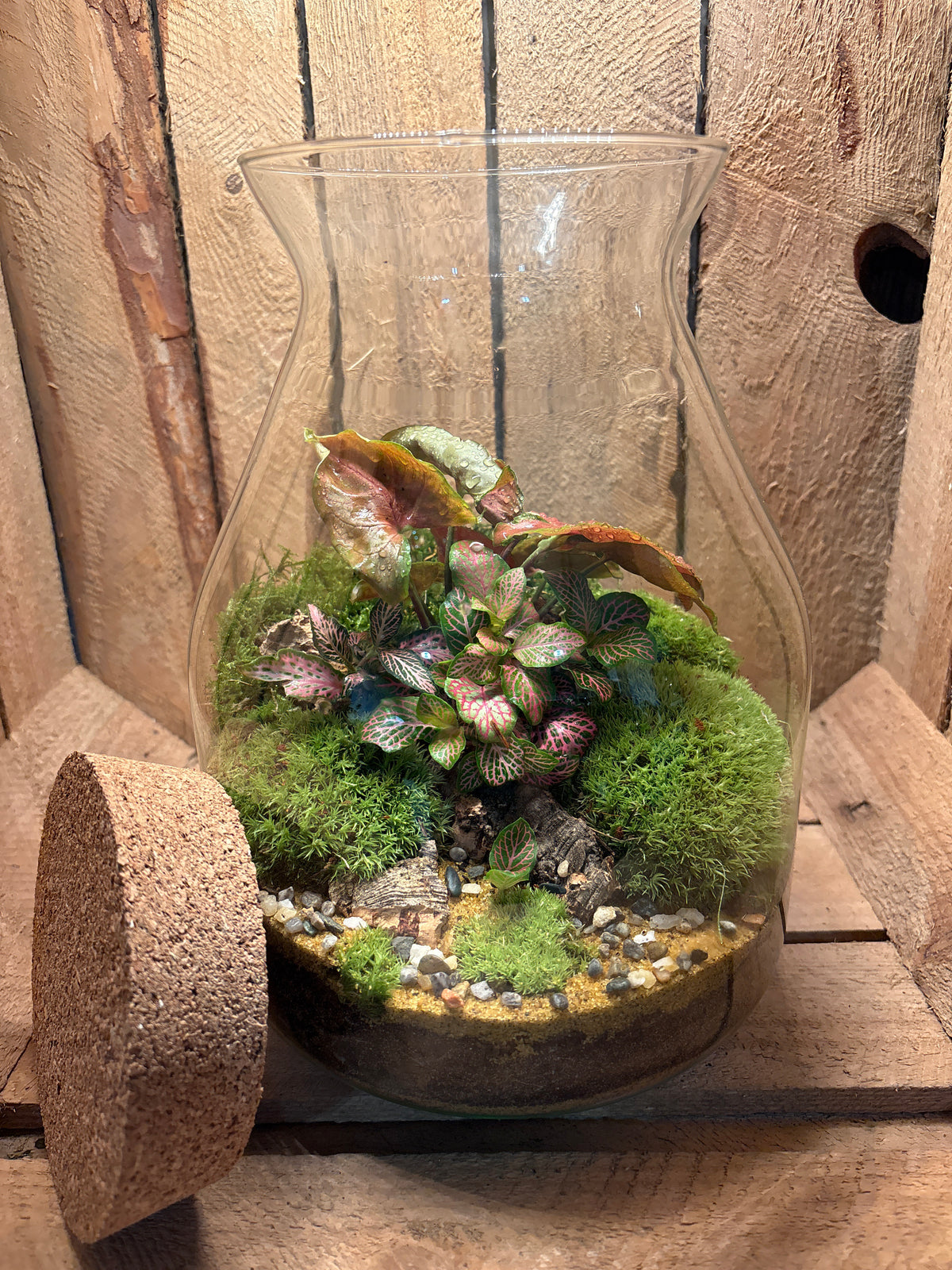 Ready-made Terrarium – Jamie Jar