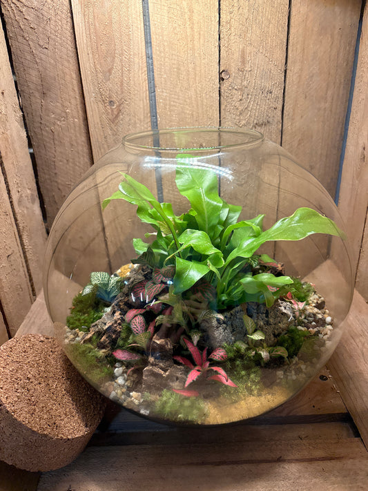 Ready-made Terrarium – Sarah
