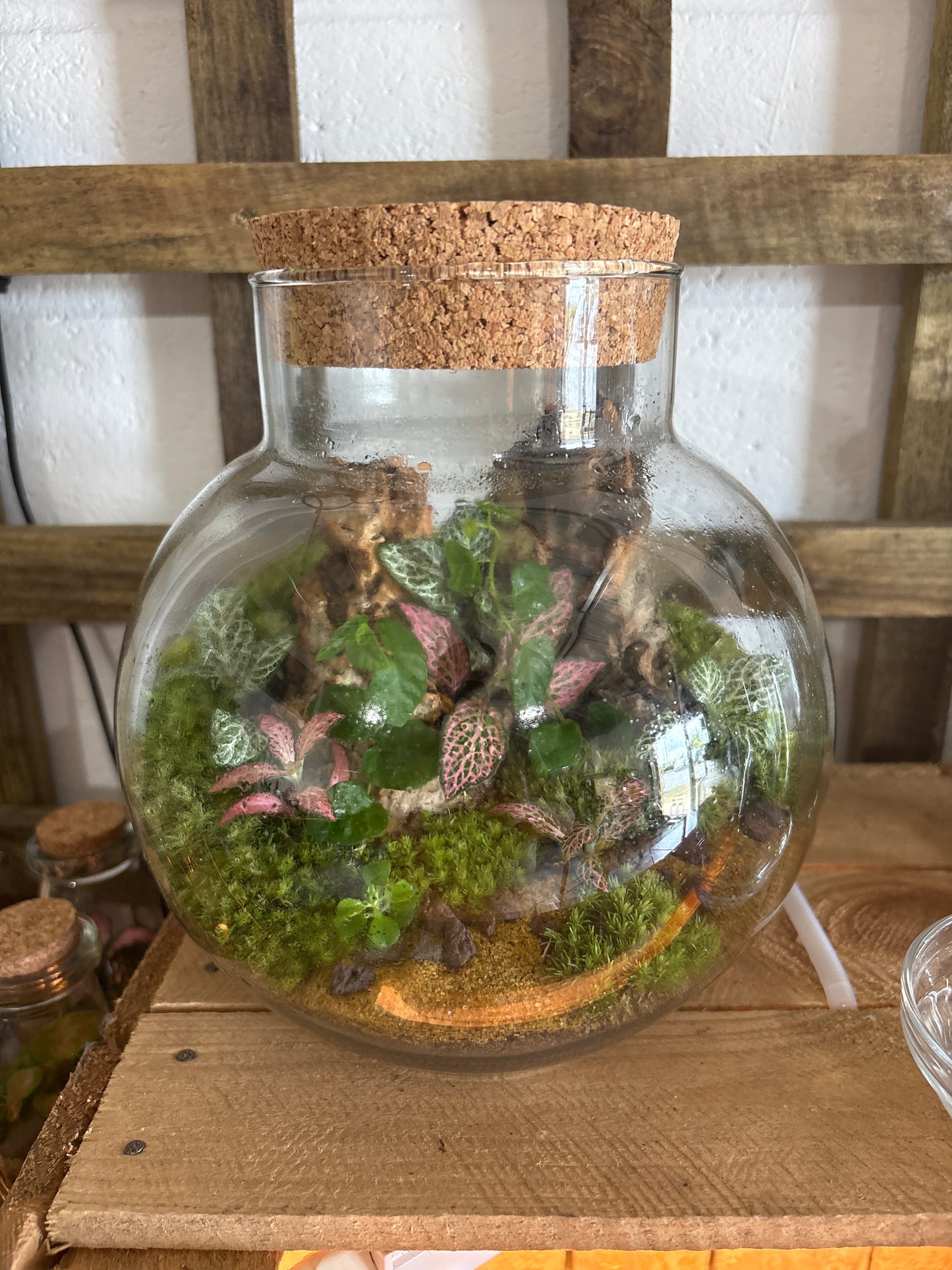 Ready-made Terrarium – George Jar