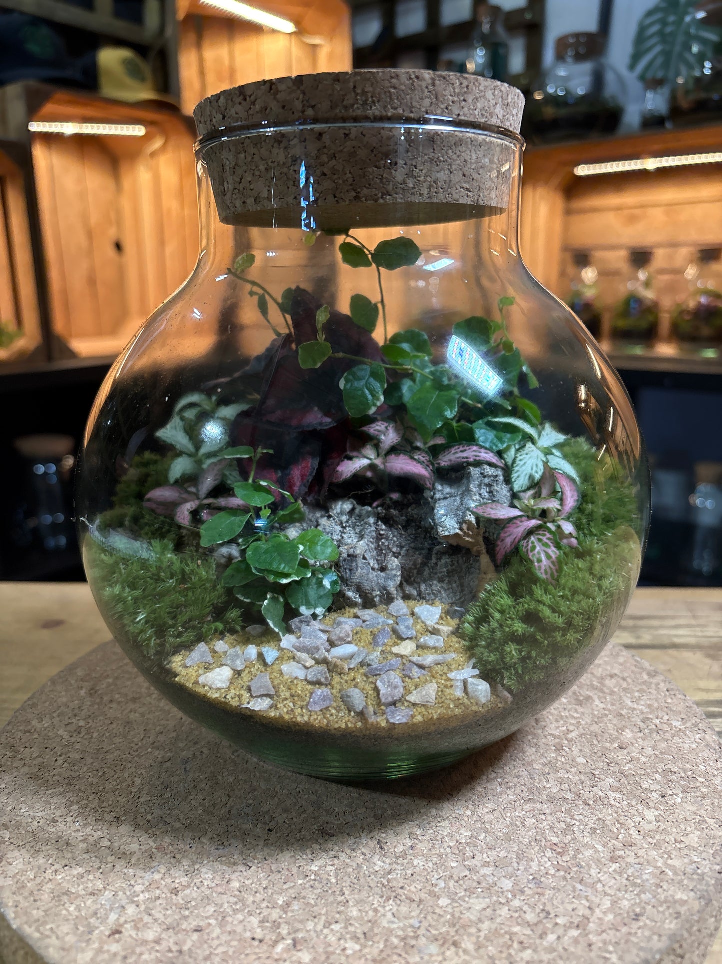 Ready-made Terrarium – George Jar