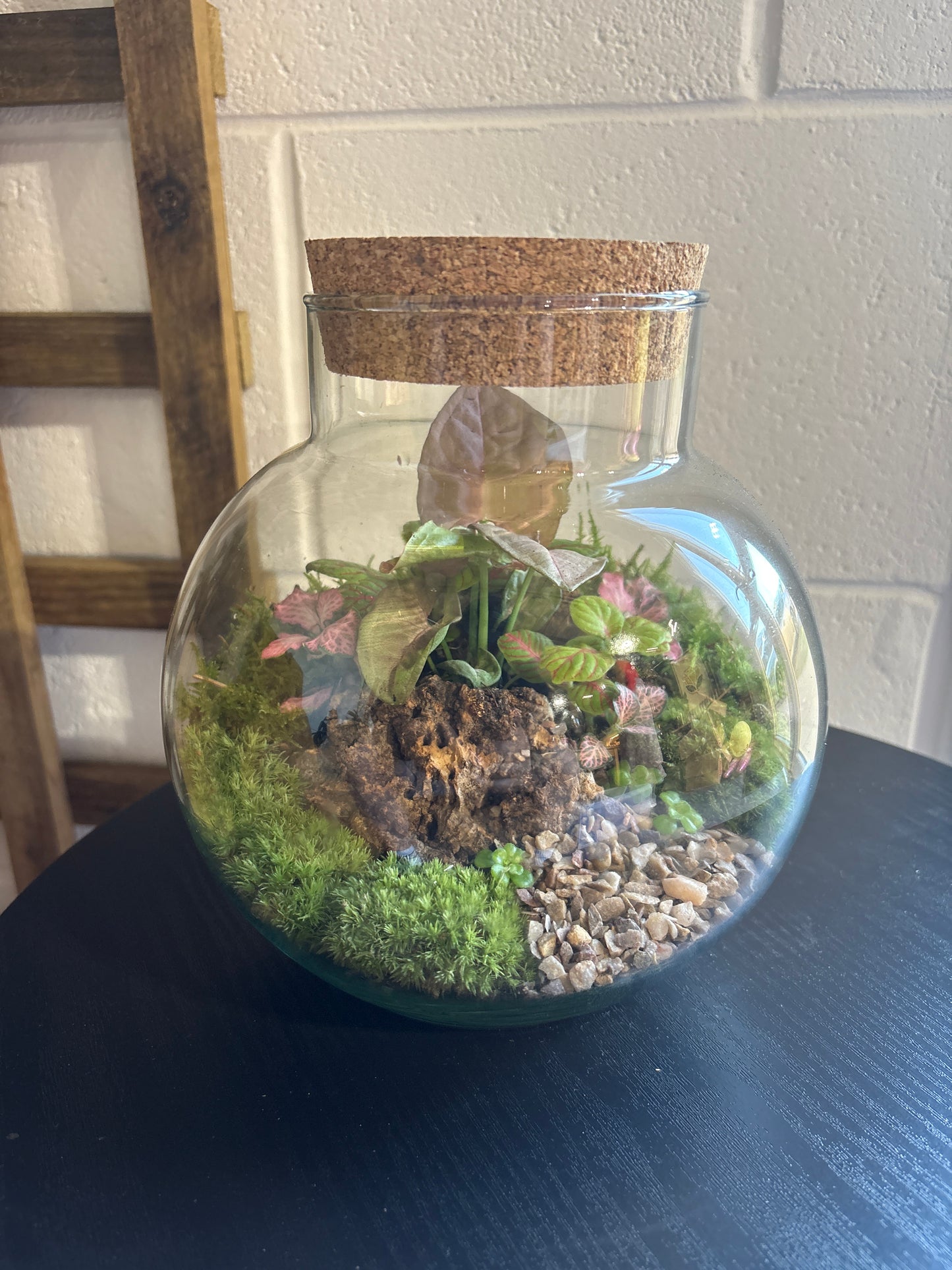 Ready-made Terrarium – George Jar