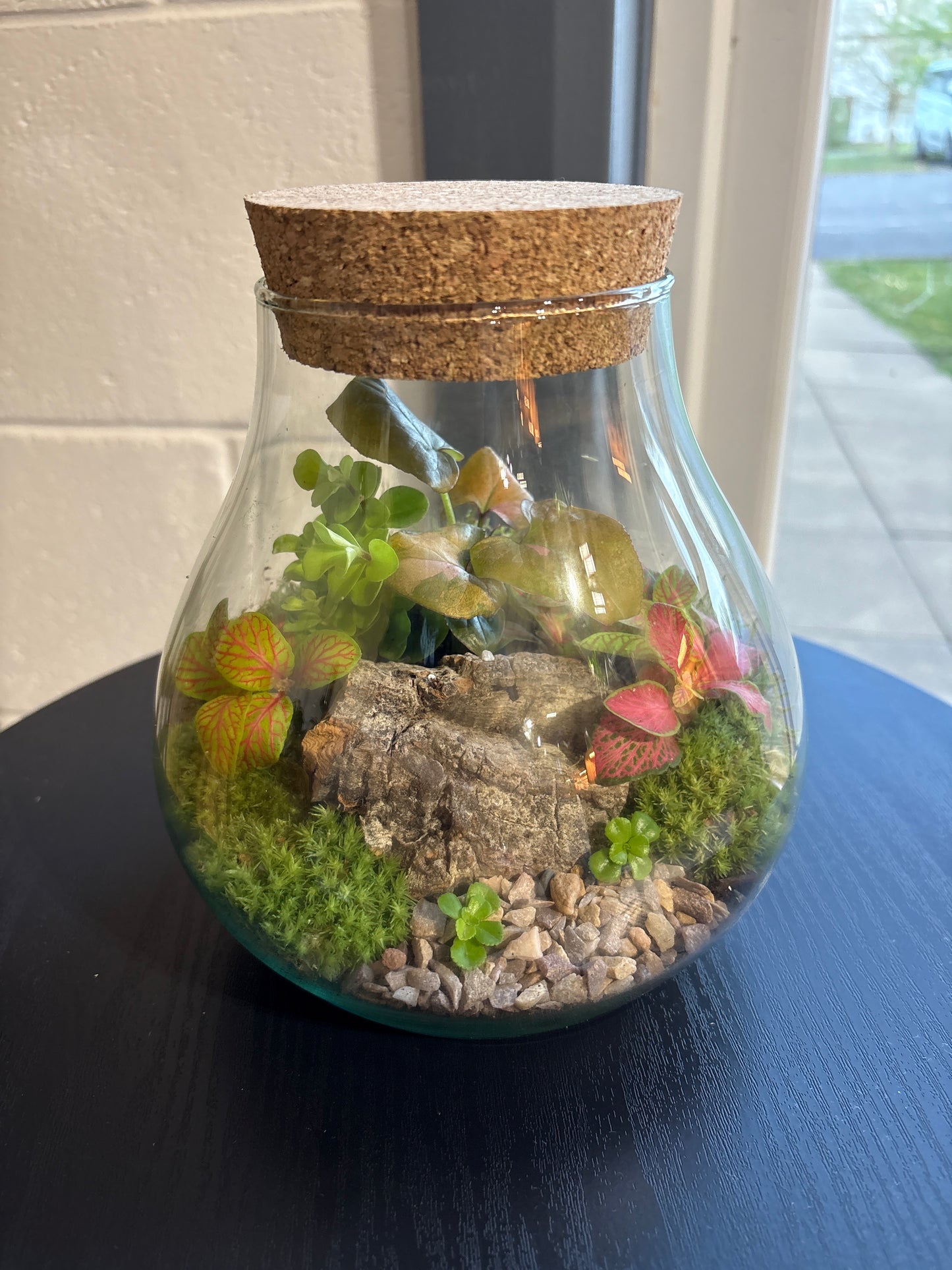 Ready-made Terrarium – Fran Jar