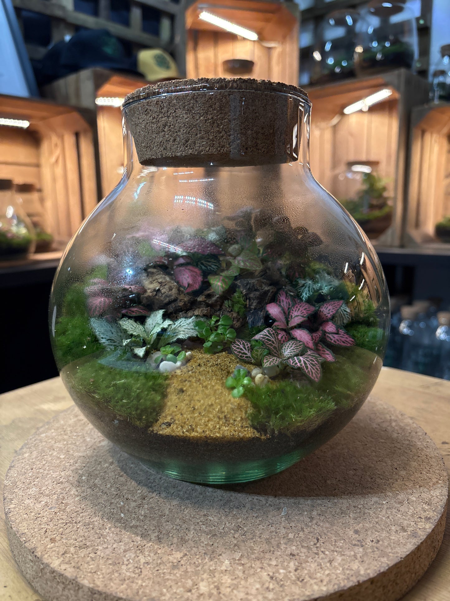 Ready-made Terrarium – George Jar