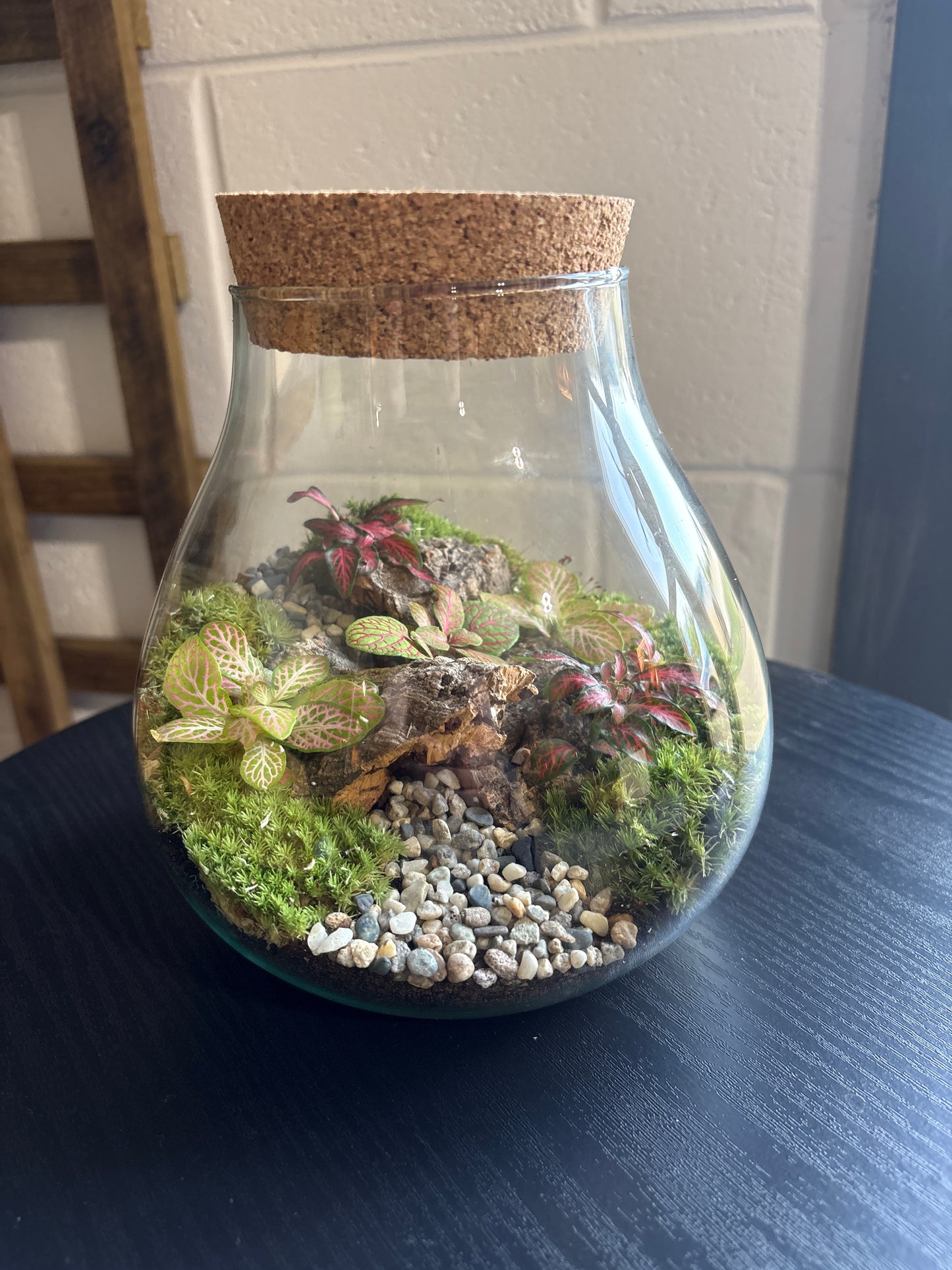 Ready-made Terrarium – Fran Jar